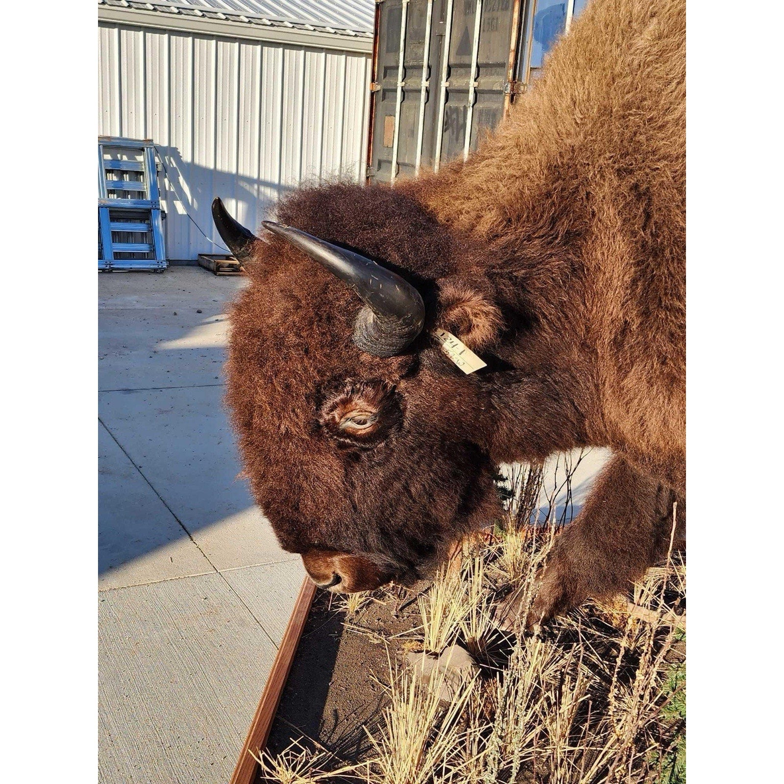FHCM775 - Massive Buffalo Bison Taxidermy Half mount Bull