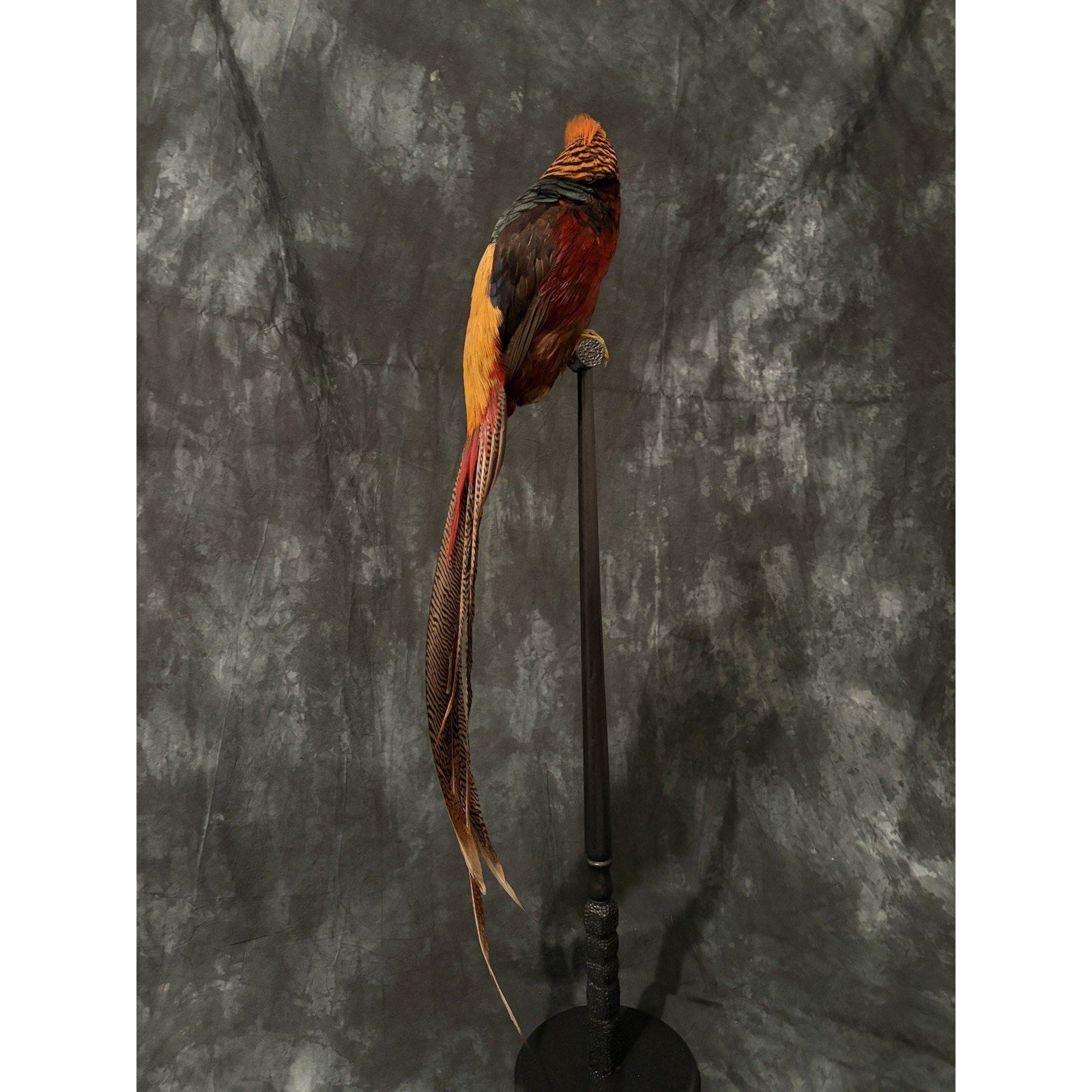 JRADA3 - Dark throated Golden pheasant Taxidermy Mount