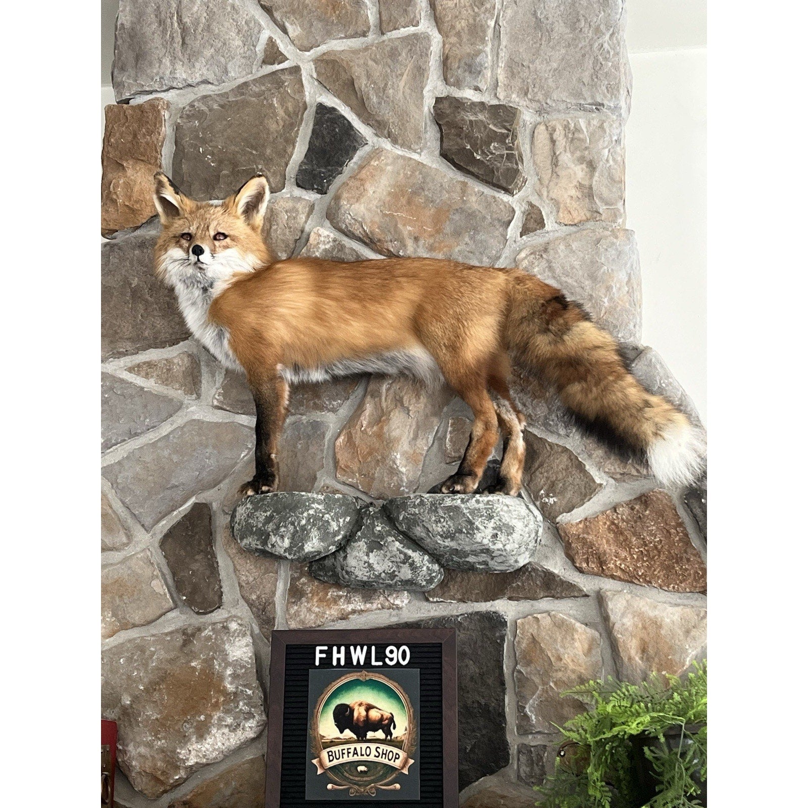 FHWL90 - Museum Quality Red Fox Taxidermy mount
