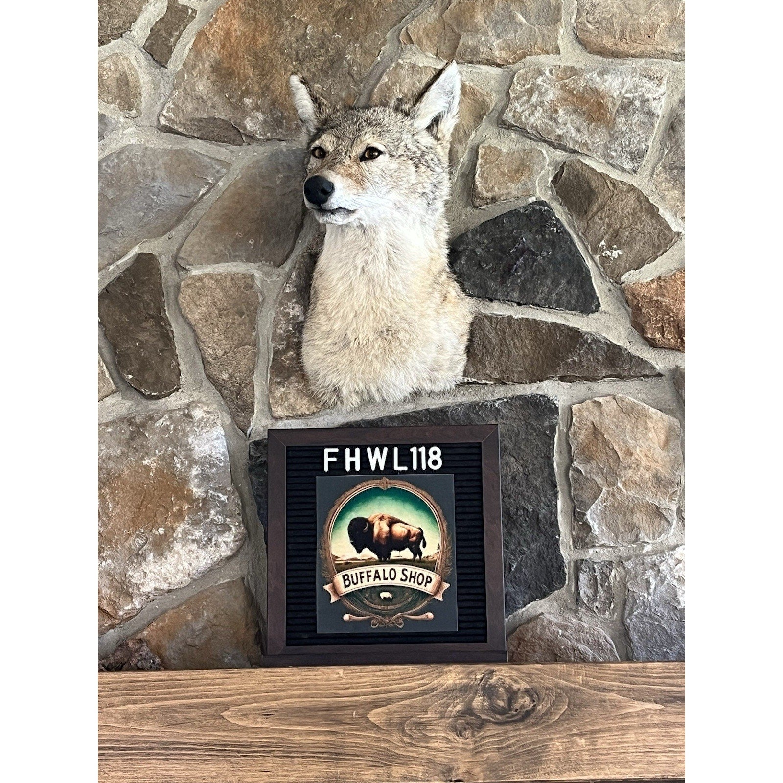 FHWL118 - Coyote Shoulder Museum Quality mount Taxidermy (slight Right)