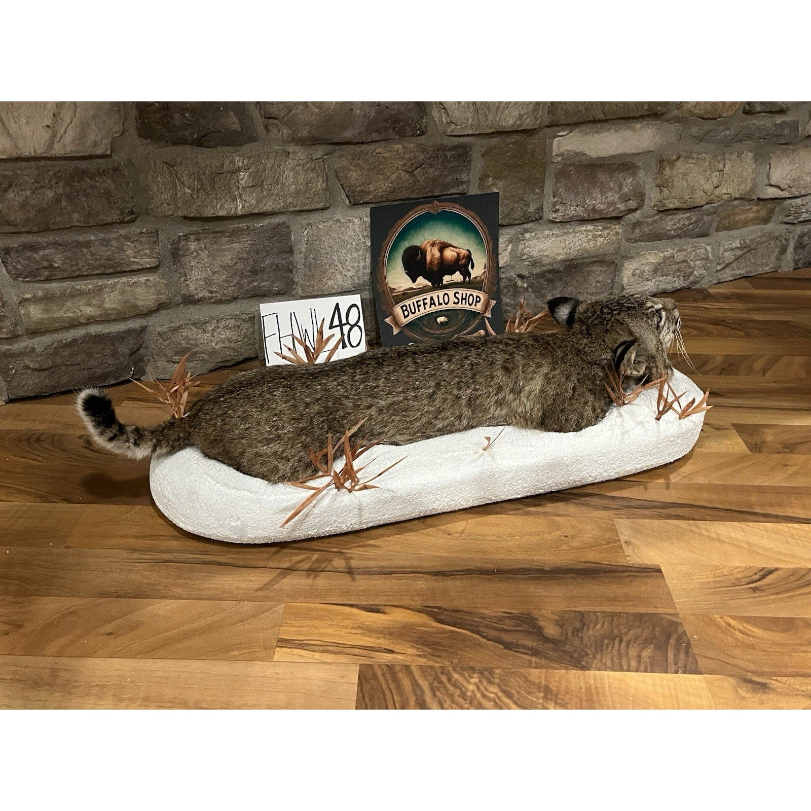 FHWL48 - Bobcat Taxidermy Full Body Mount In Snow.