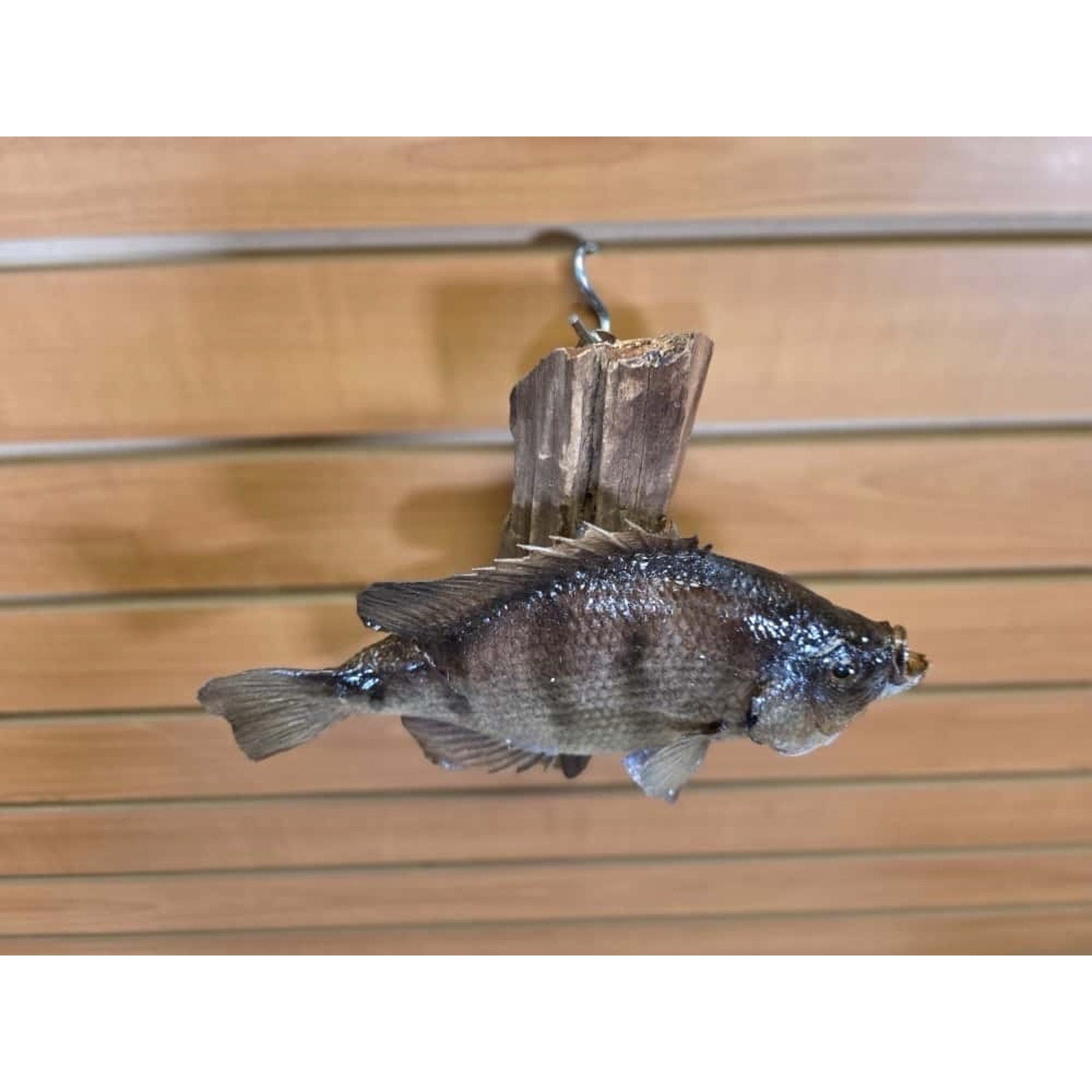JTV208 - bluegill 10 1/2" Real Skin Fish Taxidermy