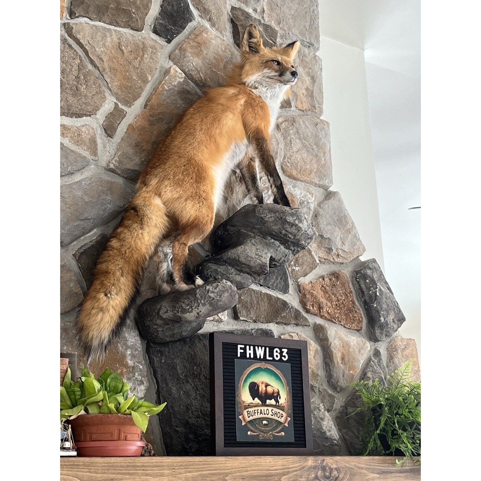 FHWL63 - Red Fox Taxidermy Full Body Mount