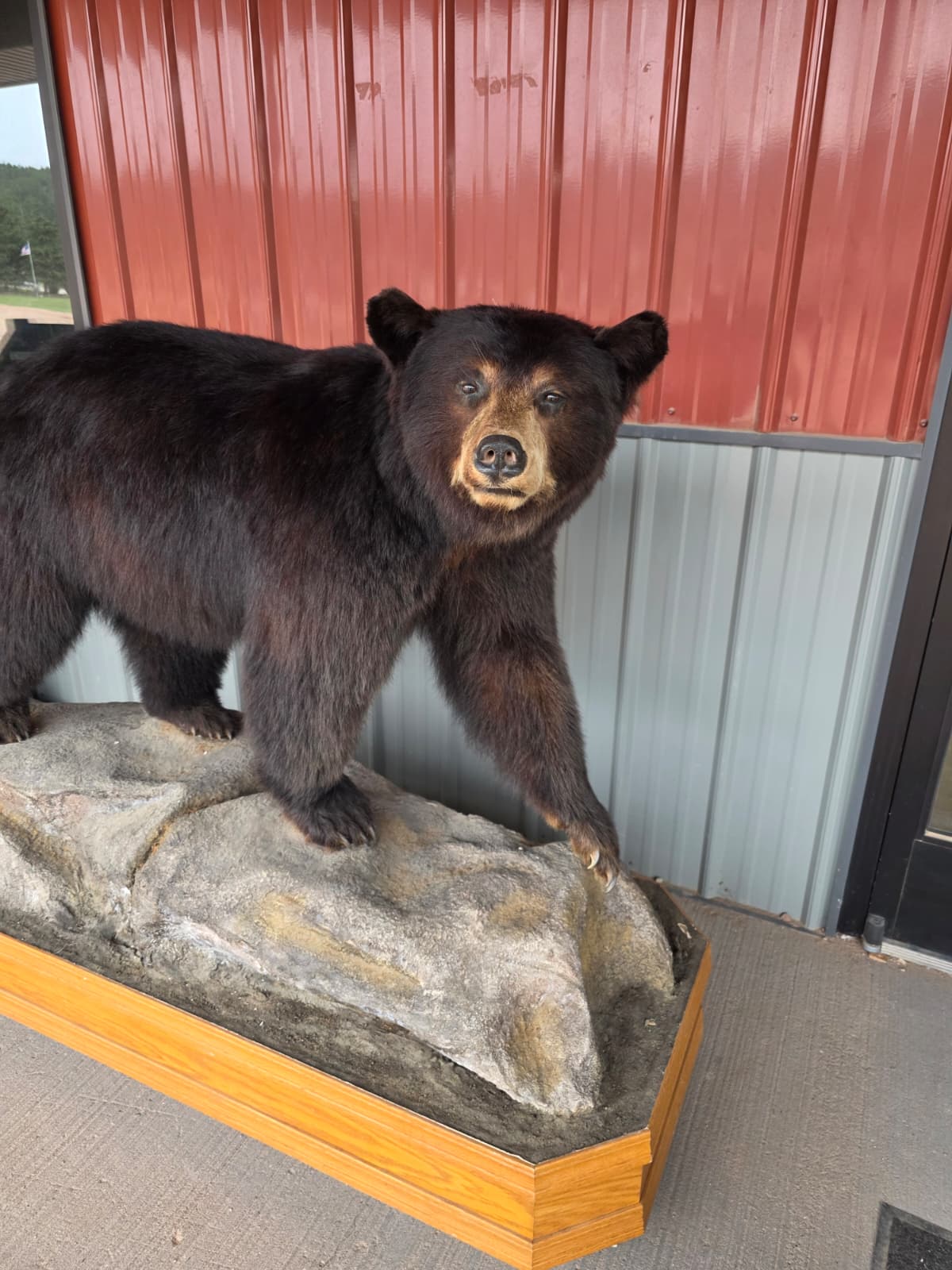 FHXBR1 - Black Bear Taxidermy – Lifelike Wildlife Display
