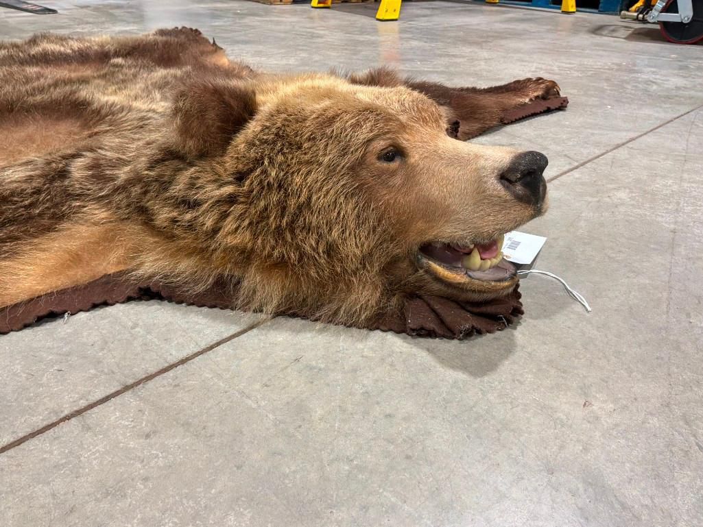 FHAB41 - Grizzly bear rug with large claws and prime fur