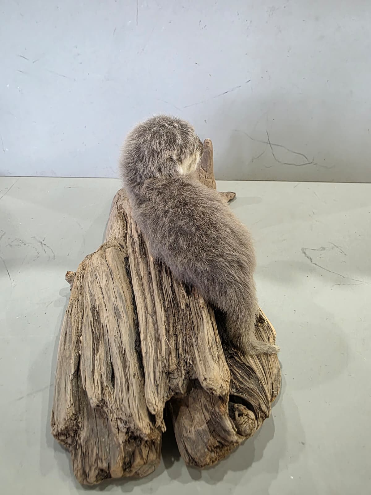 Fhcm94 - Baby Otter Taxidermy Lifelike Display