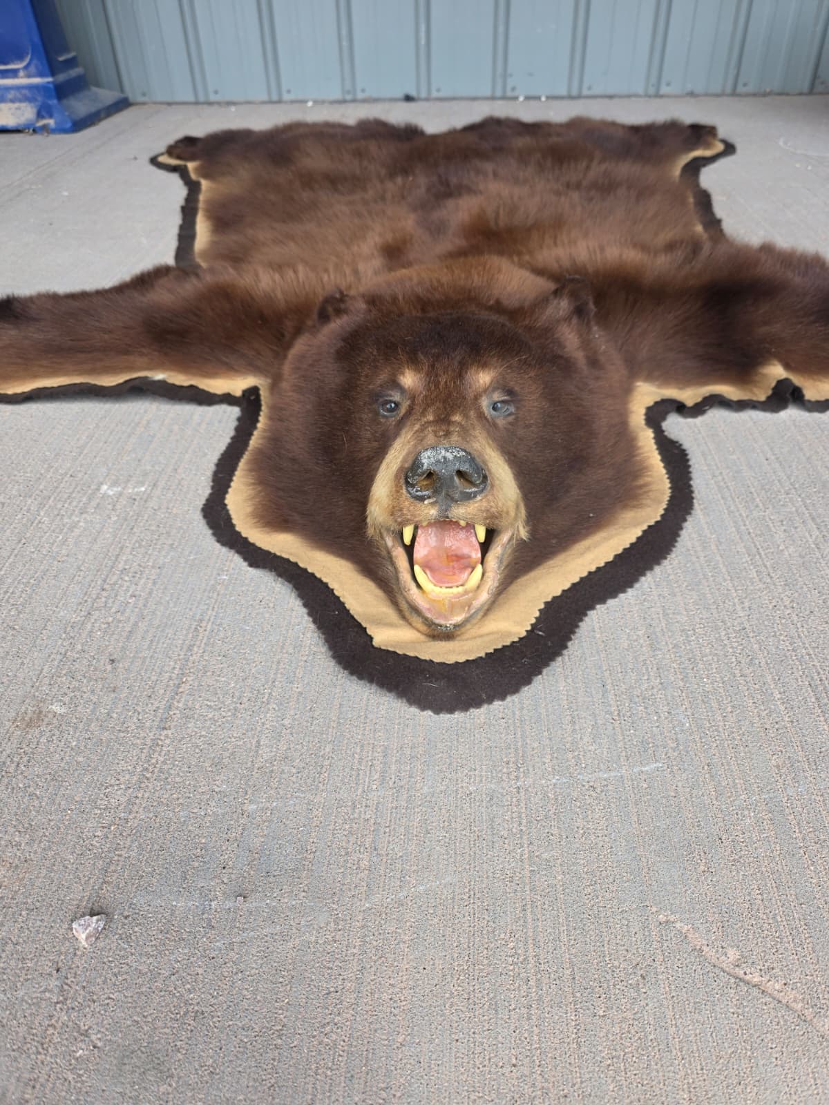 Fhchbr1 - Bear Rug Taxidermy – 64” Long Rustic Display