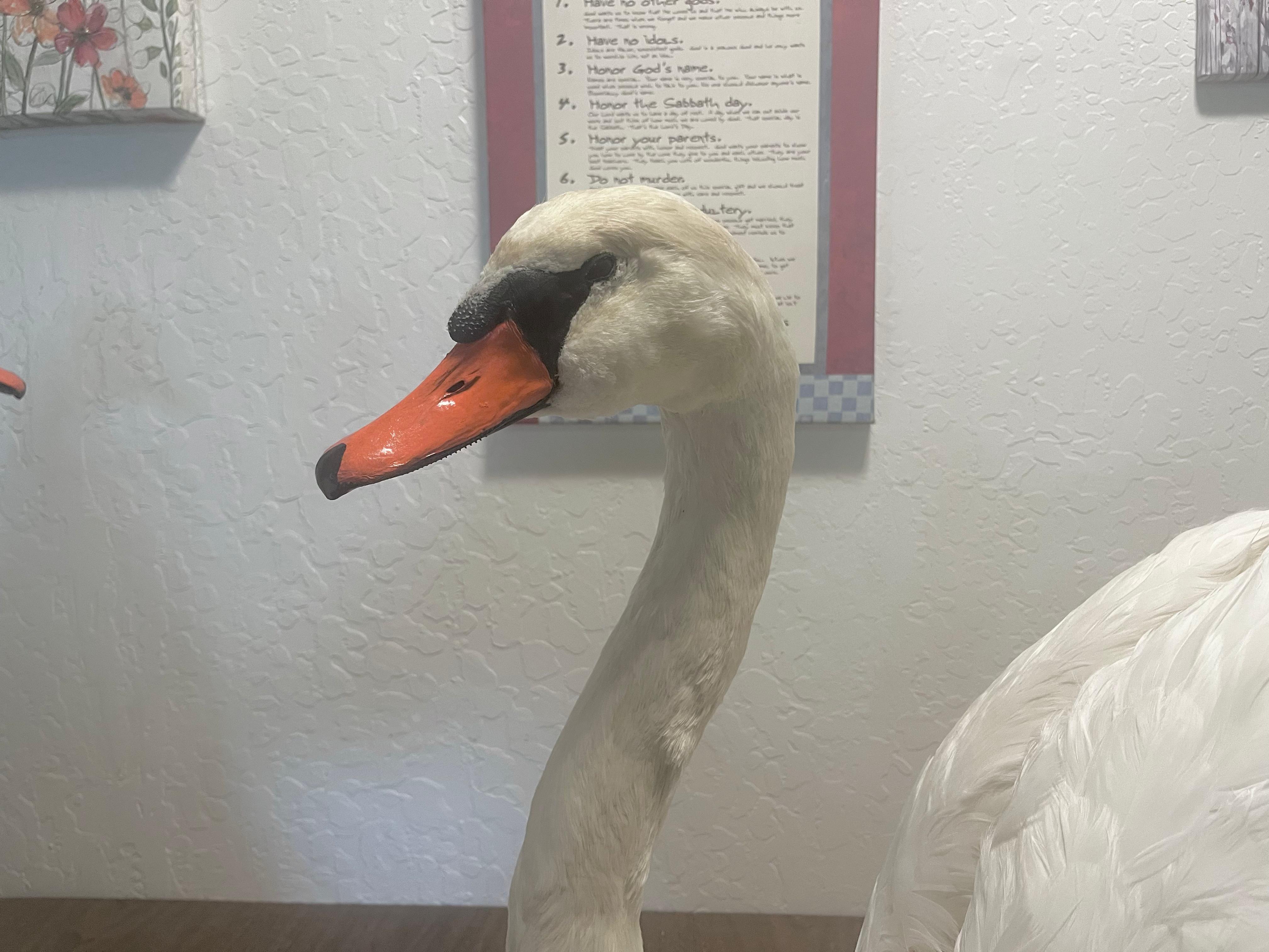 FHJOSWI - Mute Swan Pair Taxidermy – Museum Quality Display