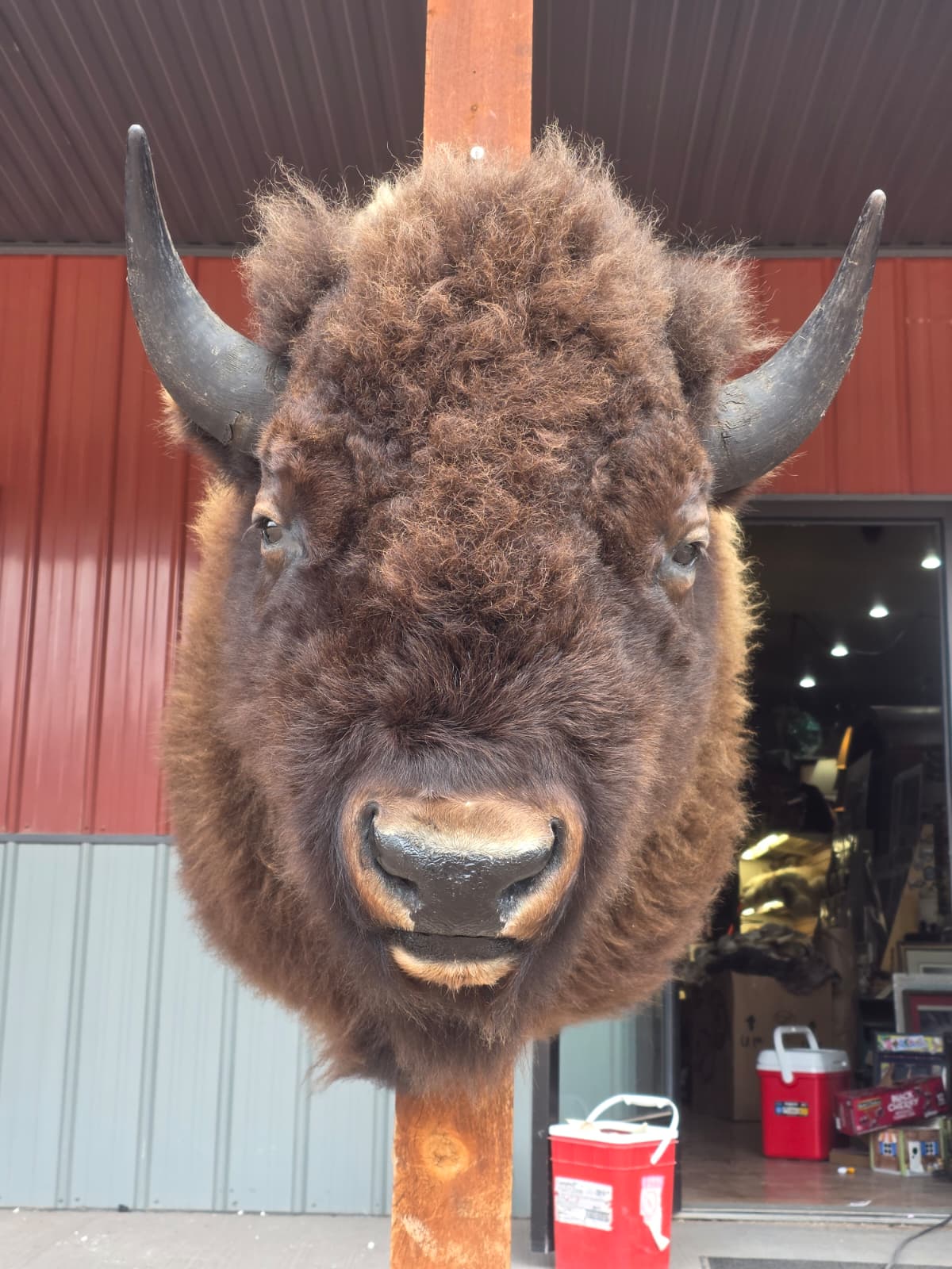 FHAUBF2 - North American Buffalo / Bison Shoulder Mount Taxidermy