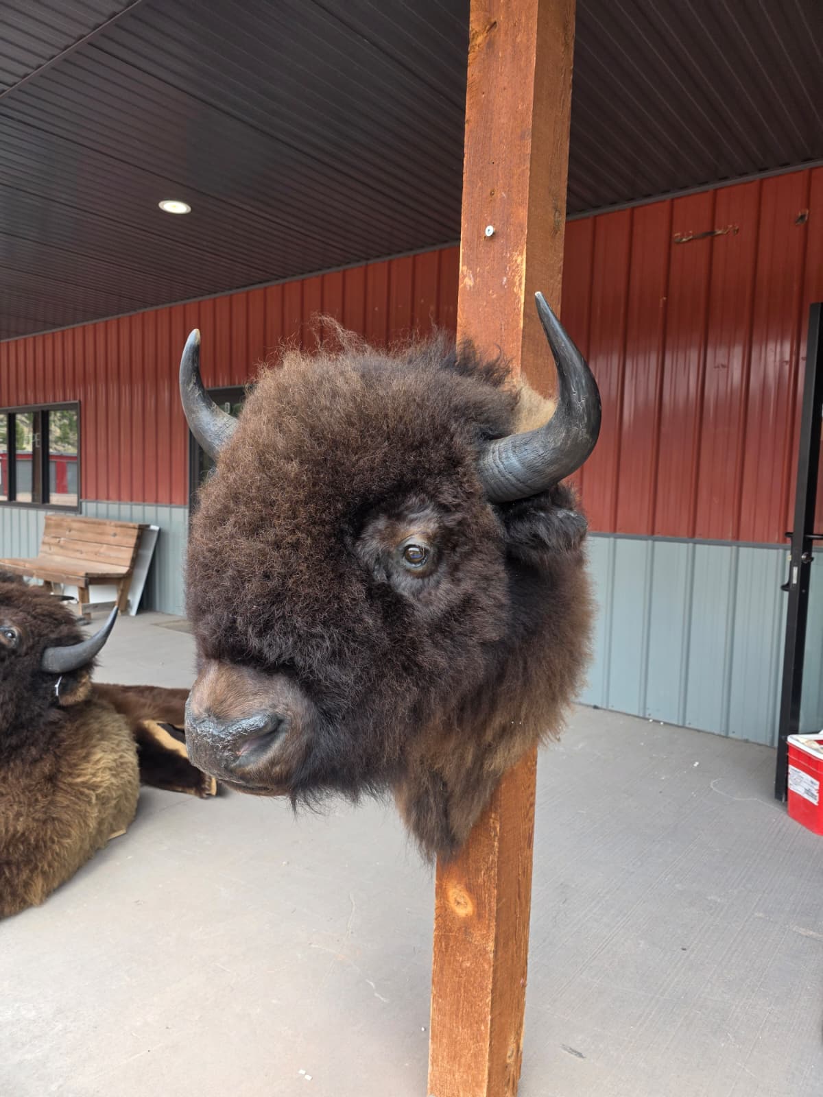 FHAUBF1 - North American Buffalo / Bison Shoulder Mount Taxidermy