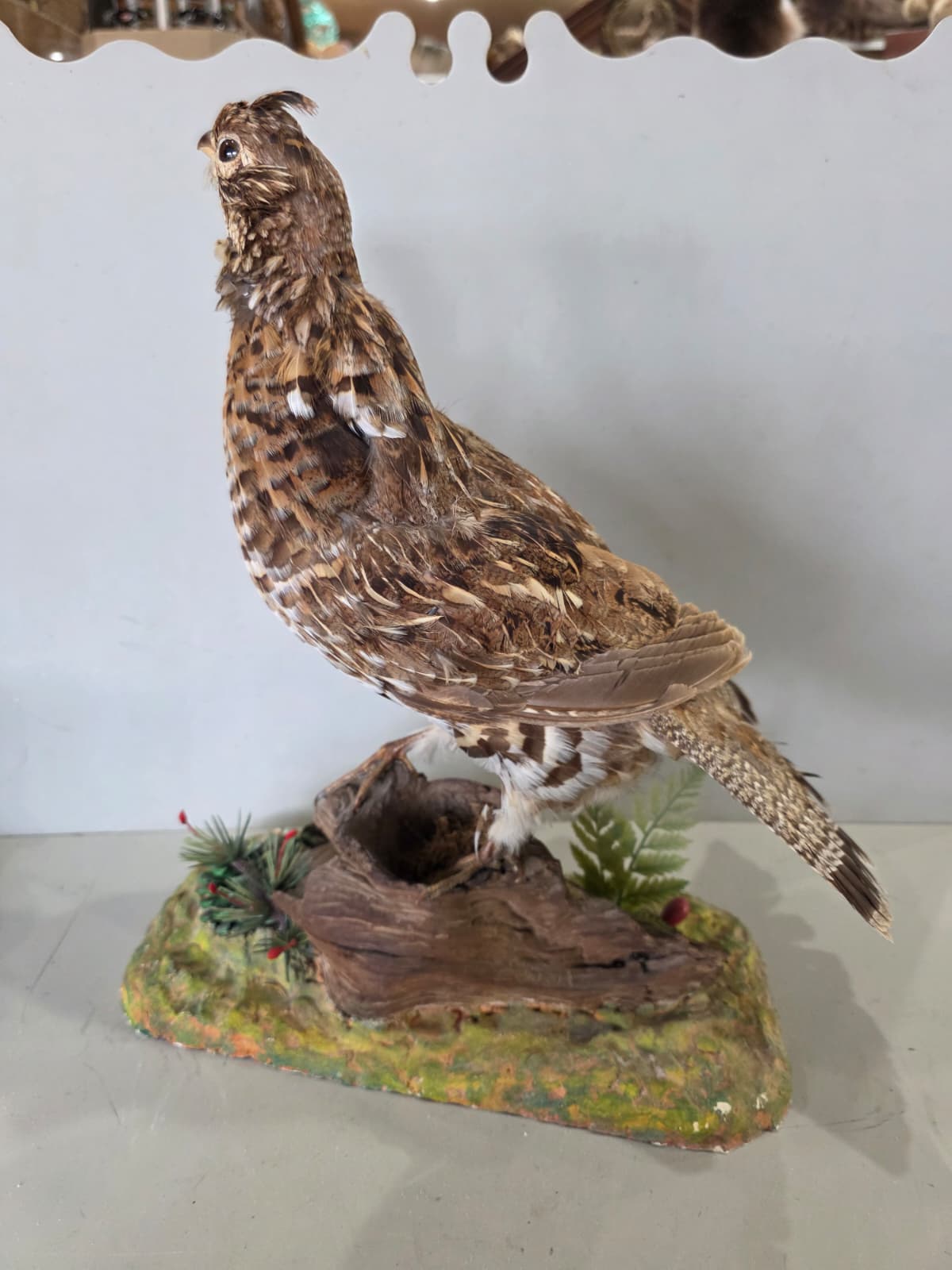 Jtv418 - Ruffed Grouse Taxidermy Mount – Lifelike Woodland Display