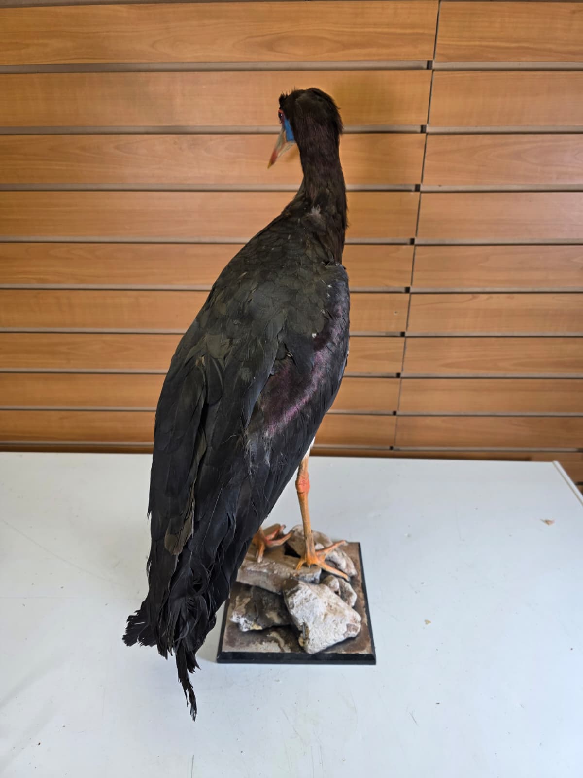 FHABD202- Abdim’s Stork Taxidermy Mount –  Elegant Display