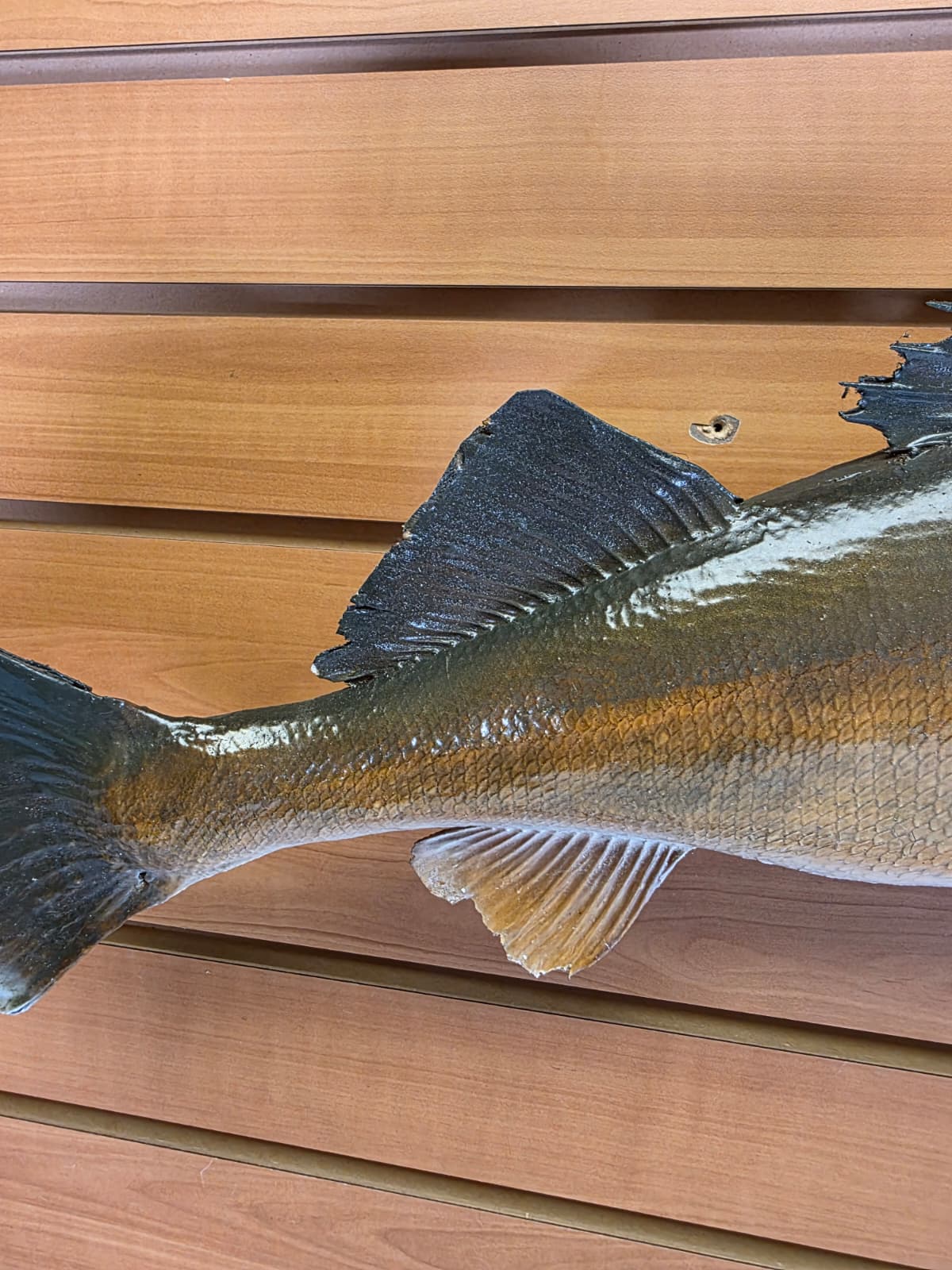 Jtv434 - 21" Walleye Taxidermy Mount – Lifelike Freshwater Display