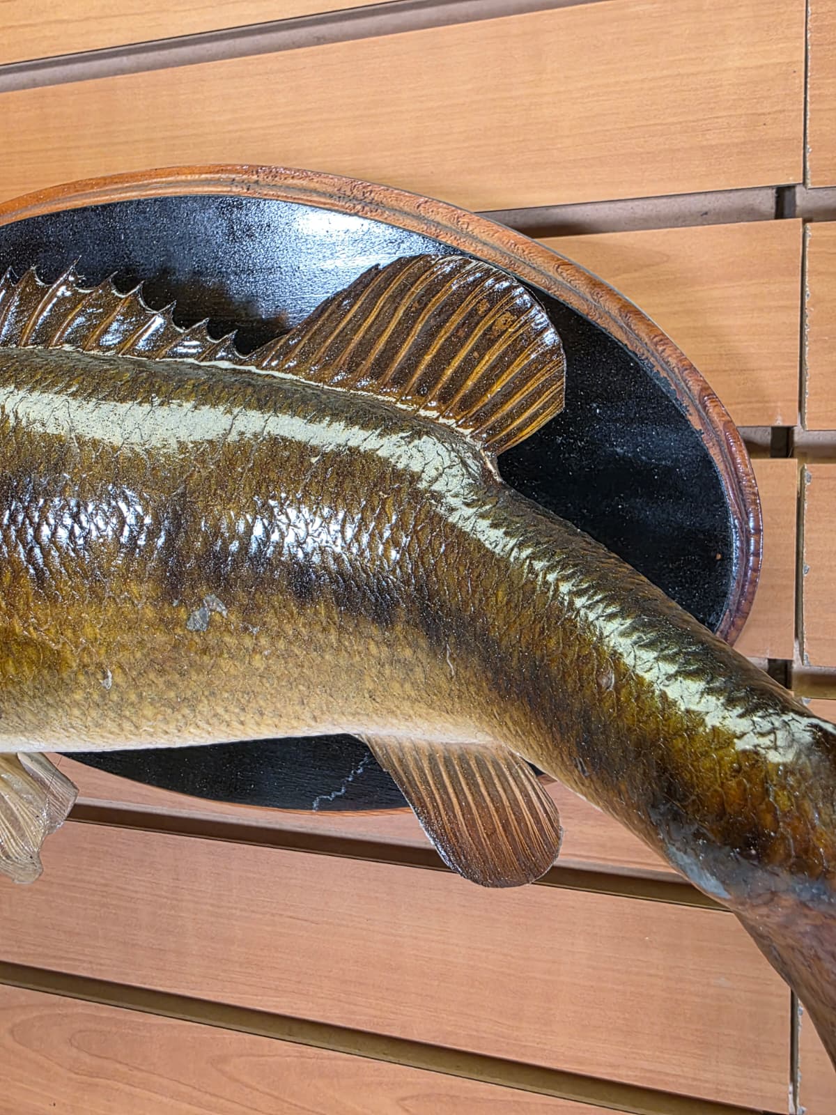 Jtv440 - 17" Largemouth Bass Taxidermy Mount – Natural Freshwater Display