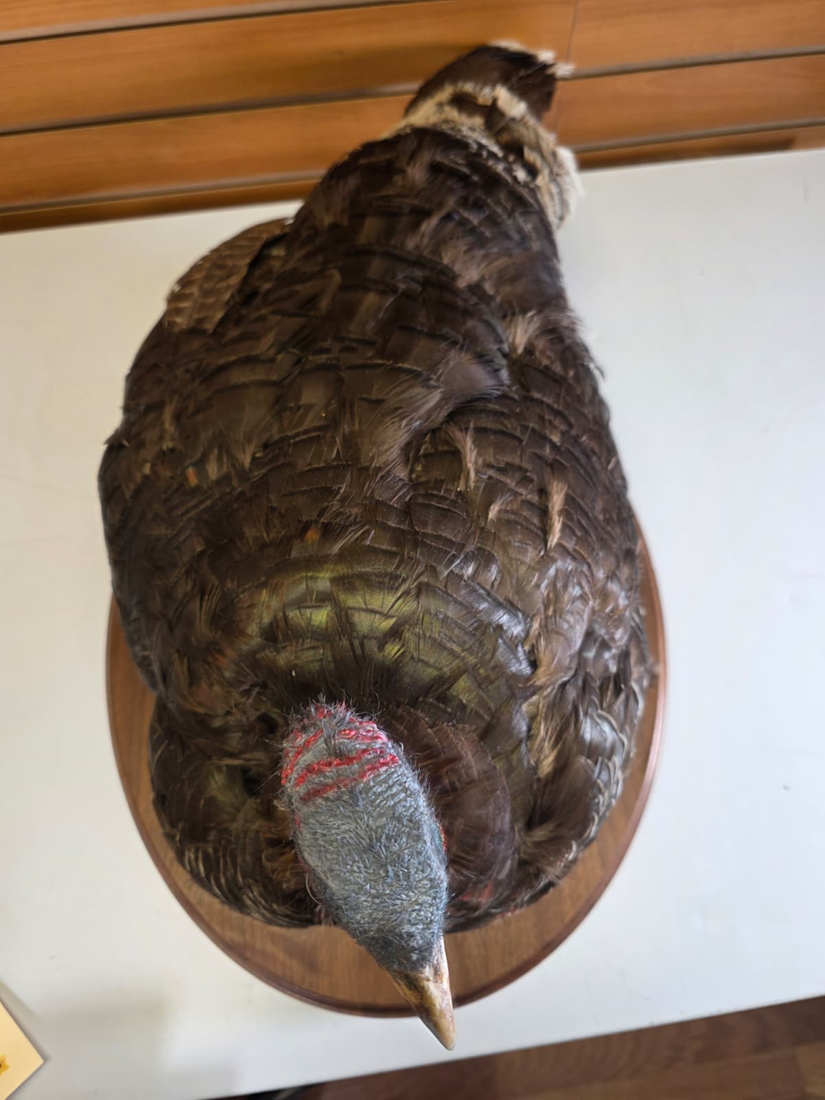 Jtv420 - Nested Turkey Hen Taxidermy – Lifelike Display