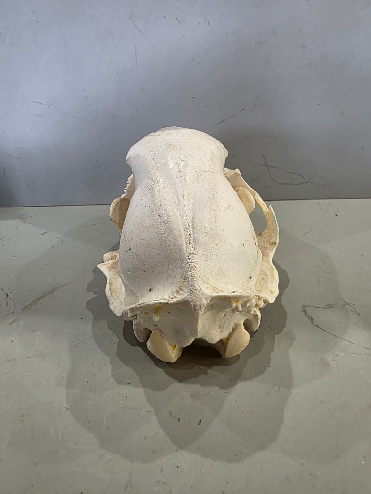 Jtv436 - Bear Skull Taxidermy – 10” Long Display