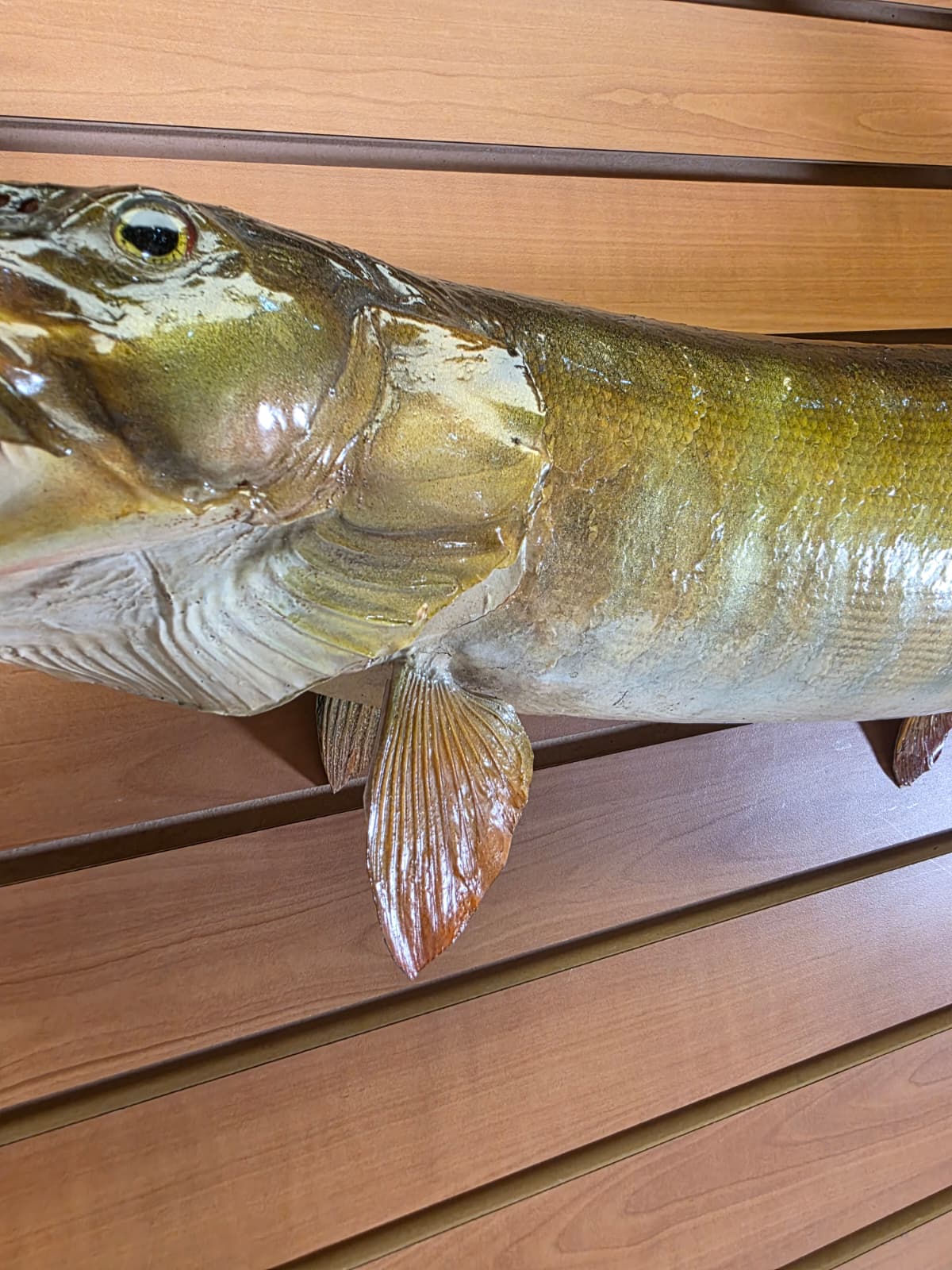 Jtv439 - 30" Muskie Taxidermy Mount – Striking Freshwater Predator Display