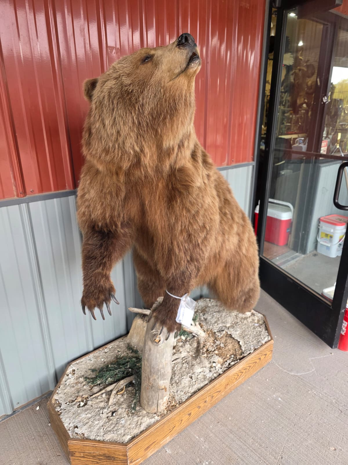 FHXBR2 - Grizzly Bear Taxidermy – Lifelike Wildlife Display