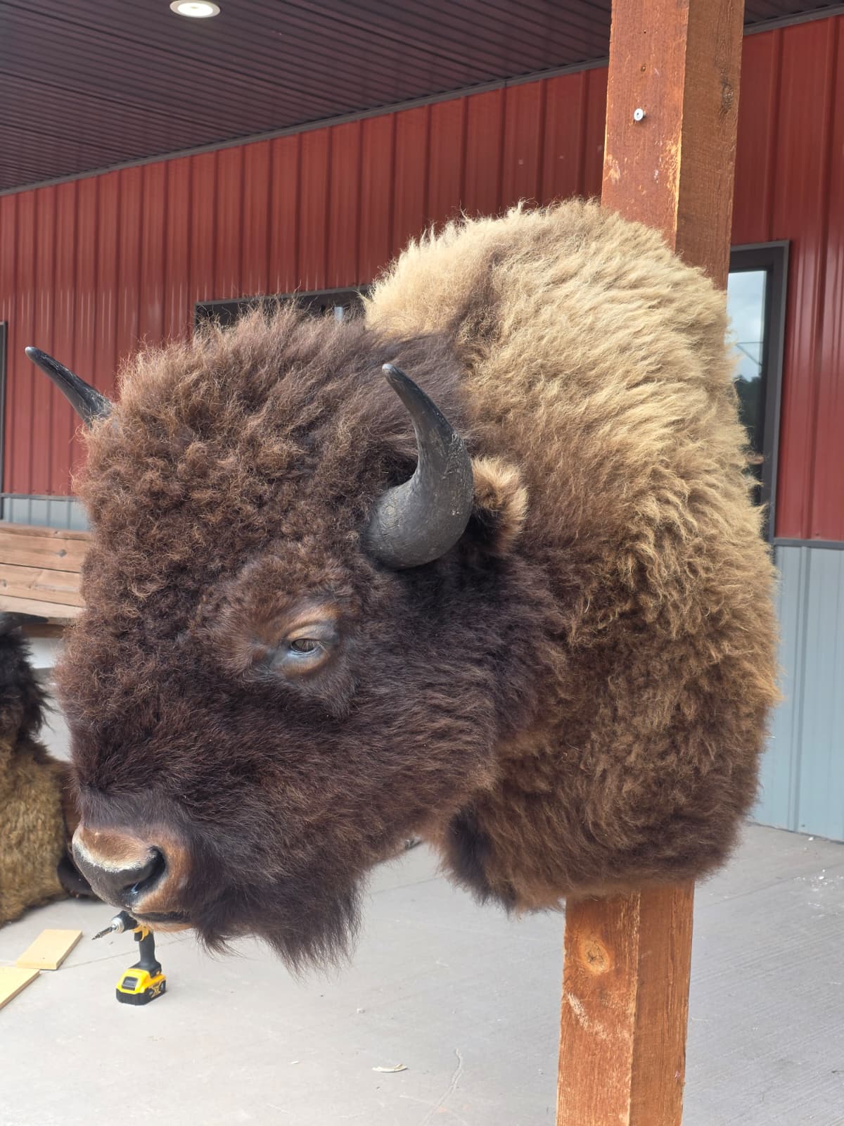 FHAUBF2 - North American Buffalo / Bison Shoulder Mount Taxidermy