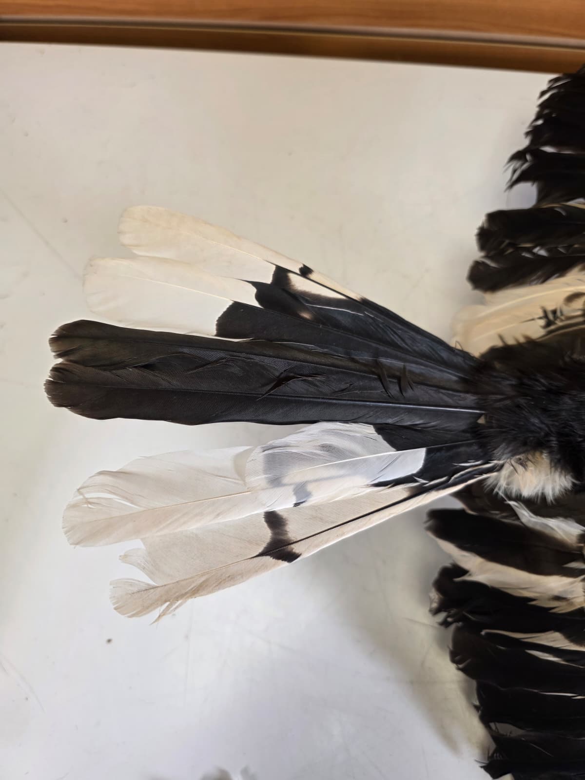 Jtv419 - Yellow-Billed Hornbill Taxidermy Mount – Exotic Bird Display