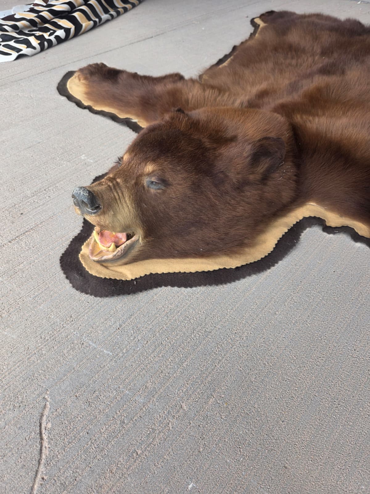 Fhchbr1 - Bear Rug Taxidermy – 64” Long Rustic Display
