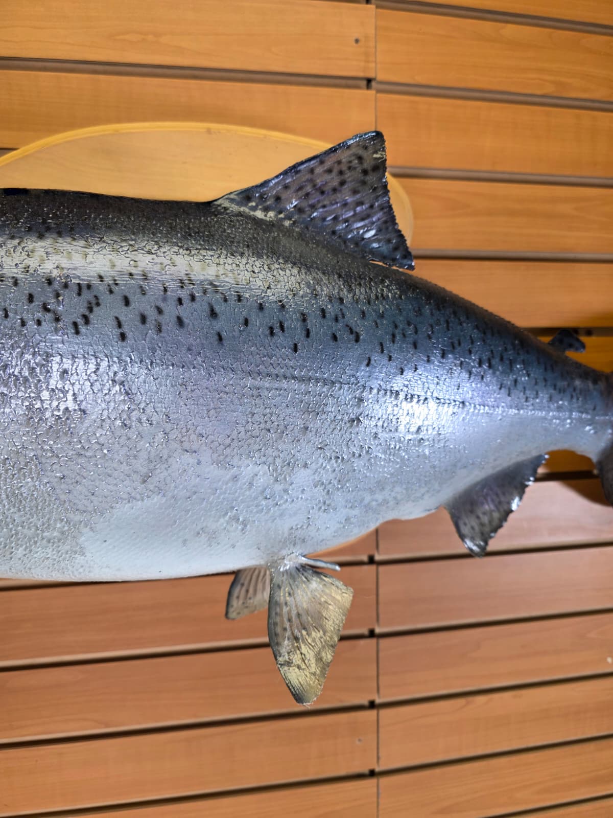 Jtv454 - 39" Trout Taxidermy Mount – Premium Freshwater Display