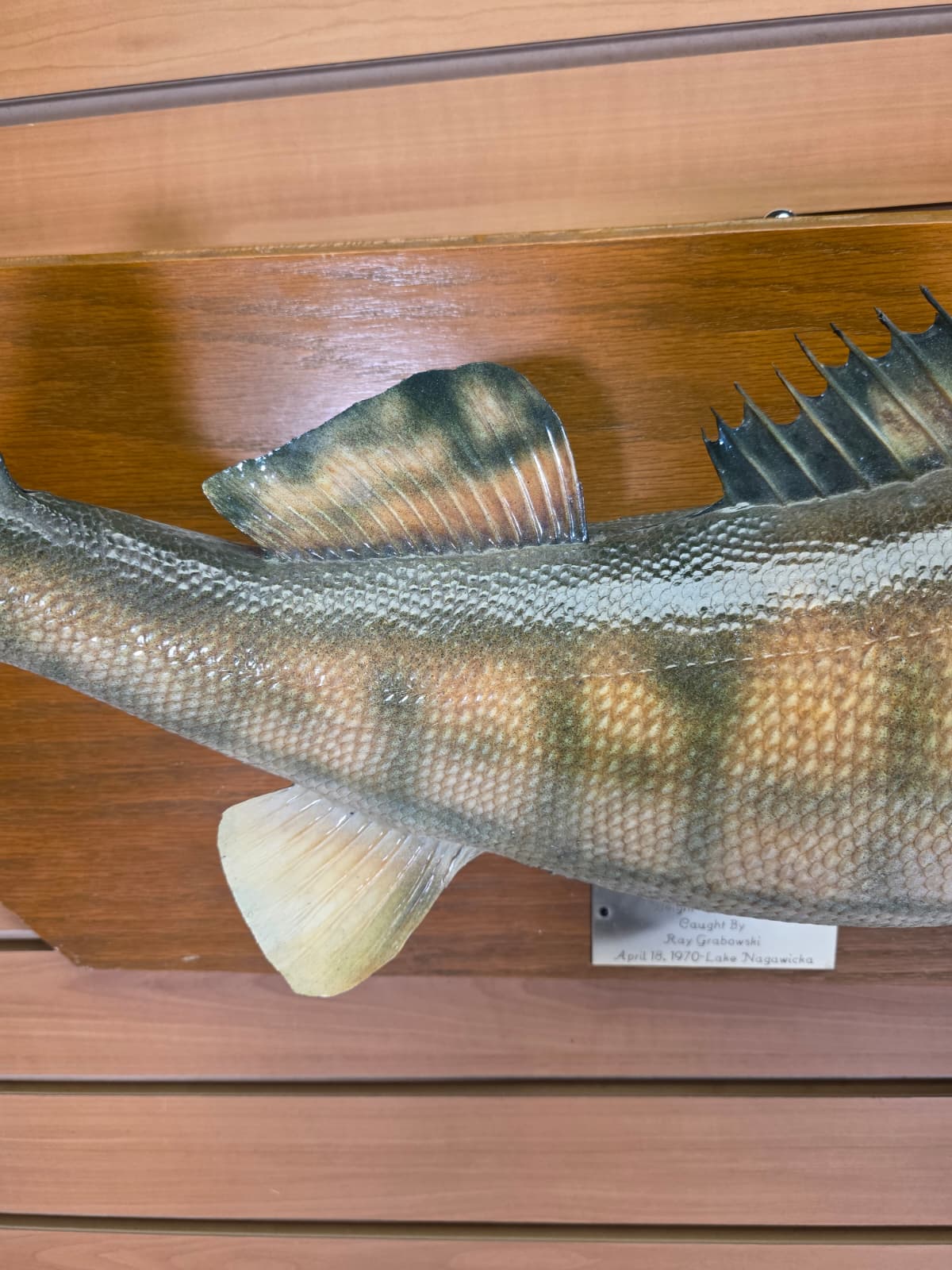 Jtv443 - 28" Walleye Taxidermy Mount – Vintage 1970 Classic Display