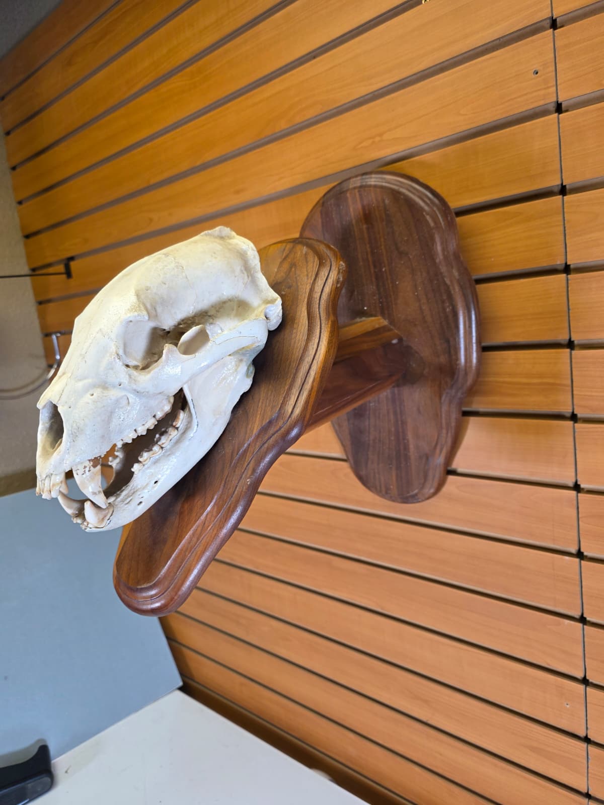 Jtv438 - Bear Skull Taxidermy on Plaque – 11½” Display