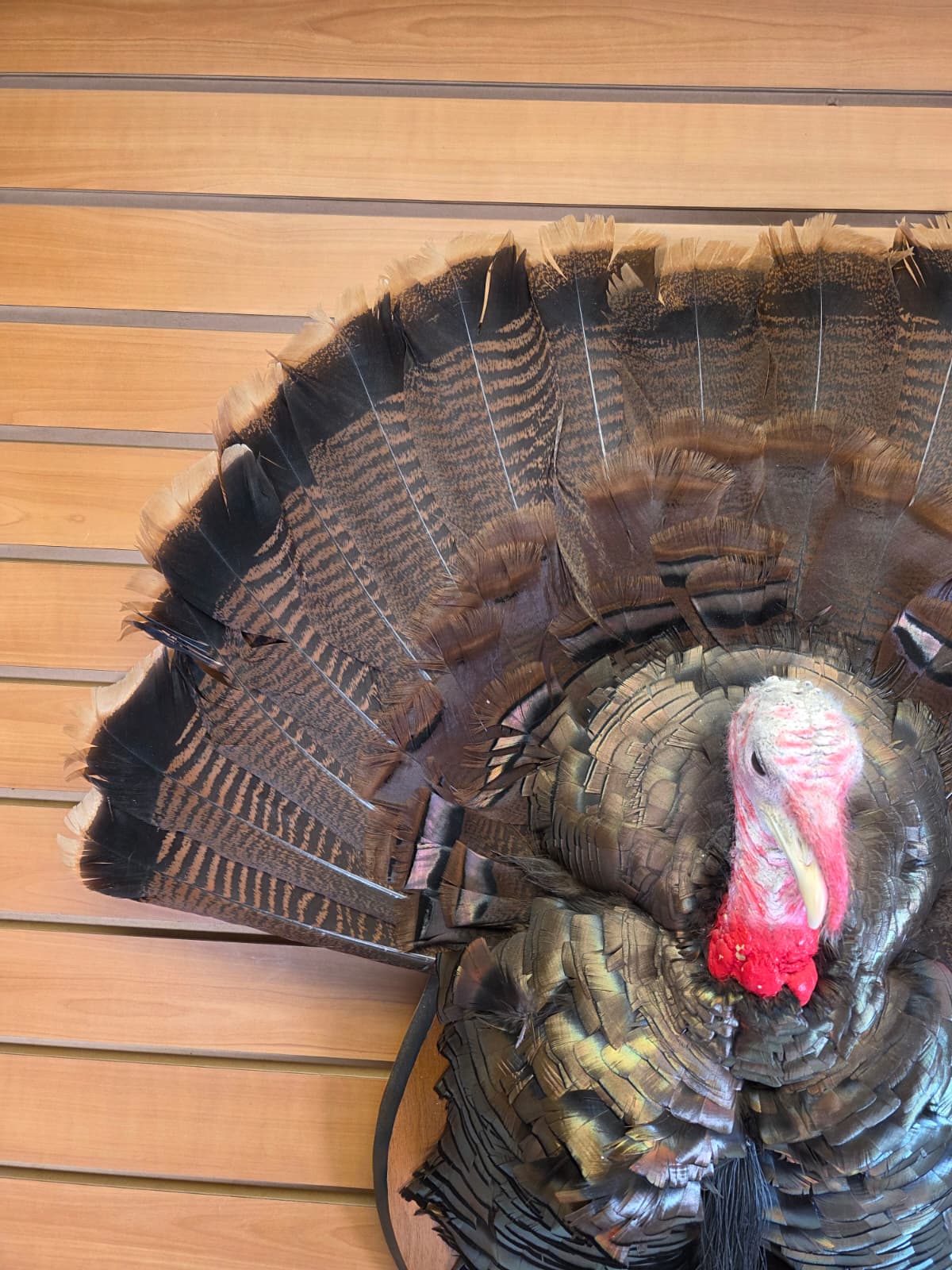 Jtv426 - Half Turkey Tom Taxidermy Shoulder Mount – With Tail Display