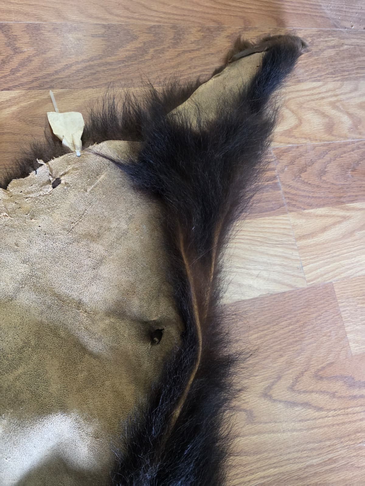Fhcm105 - Bear Cub Hide Taxidermy – 45” Long Natural Display