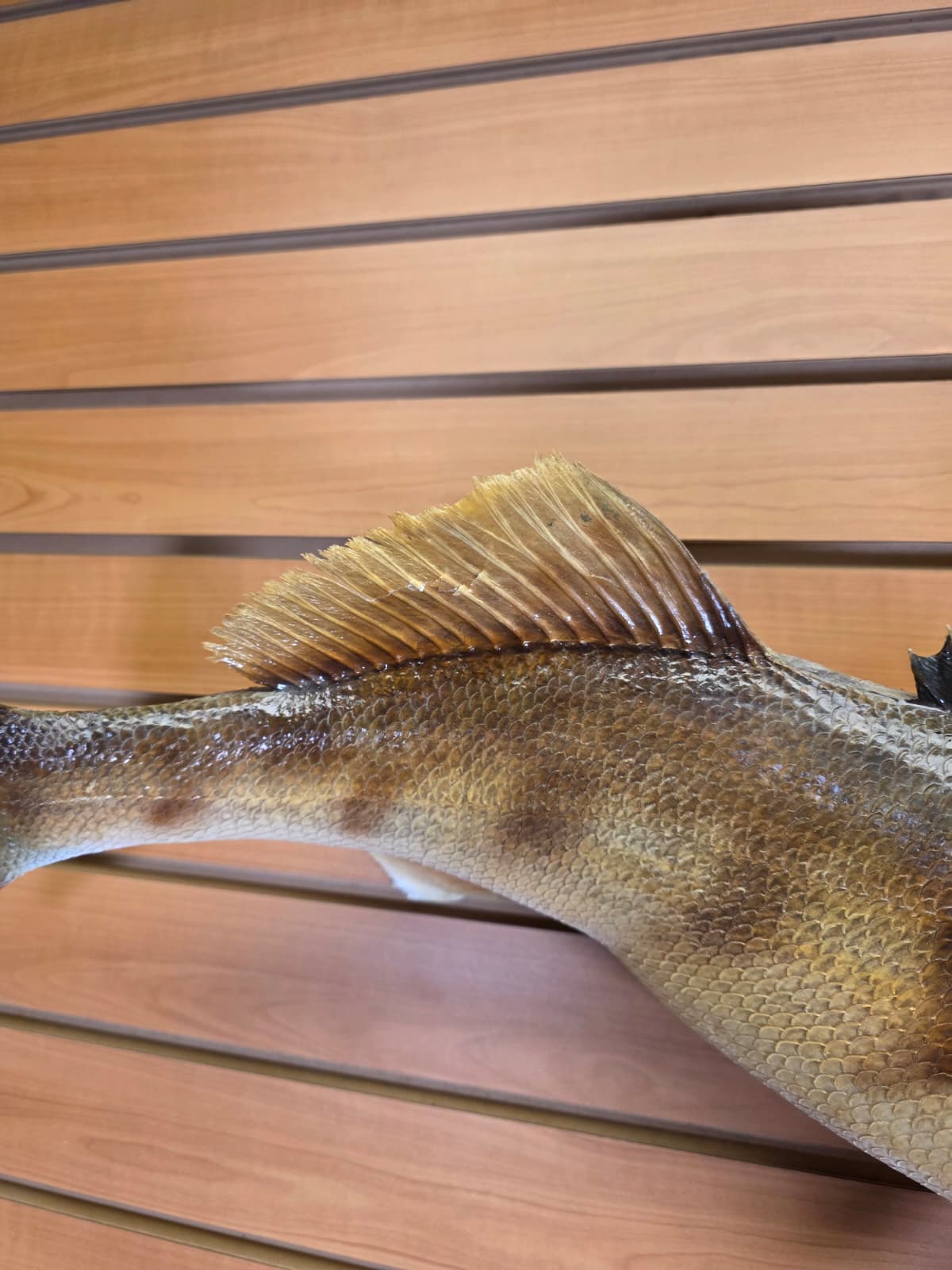 Jtv453 - 30" Walleye Taxidermy Mount – Bold Freshwater Display