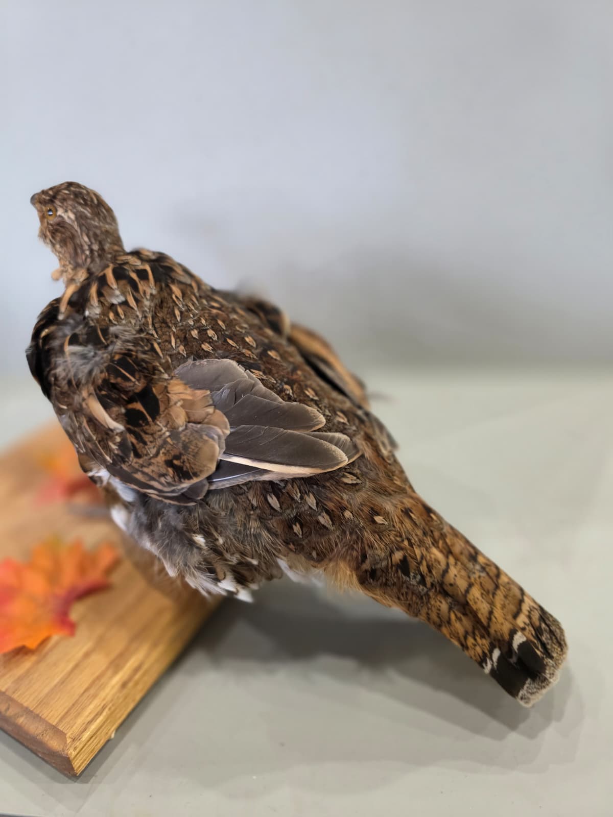 Jtv435 - Ruffed Grouse Taxidermy Mount – Lifelike Woodland Display