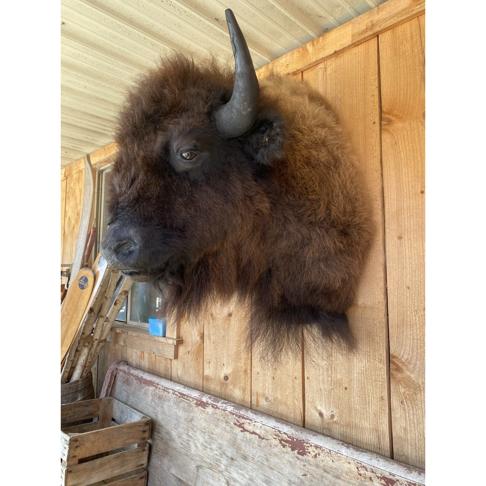 FHDAR6- XL Buffalo Taxidermy Shoulder mount Bull