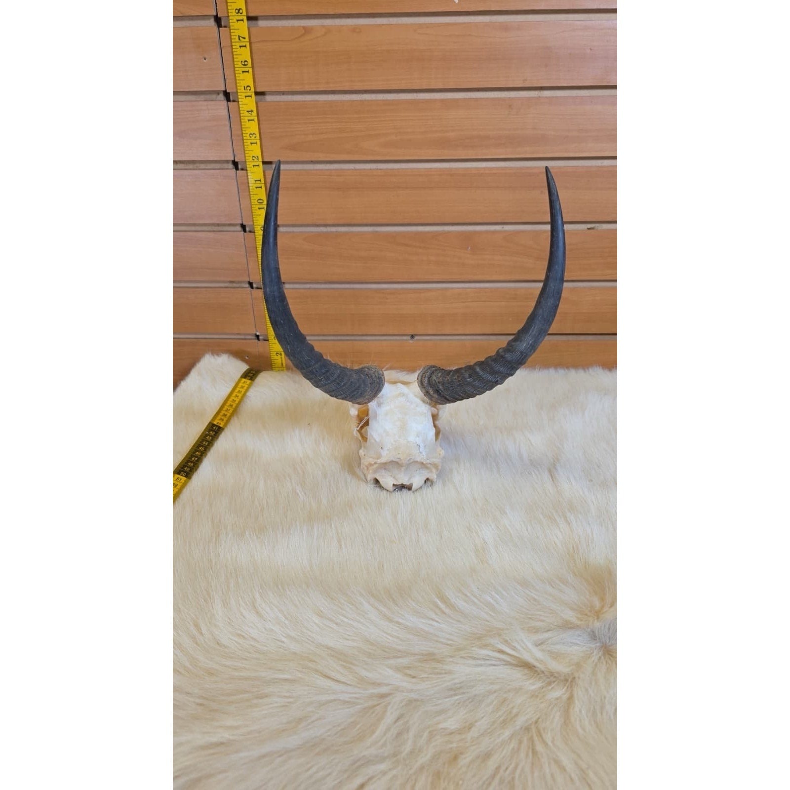 JF11 - Reedbuck Real Skull Taxidermy