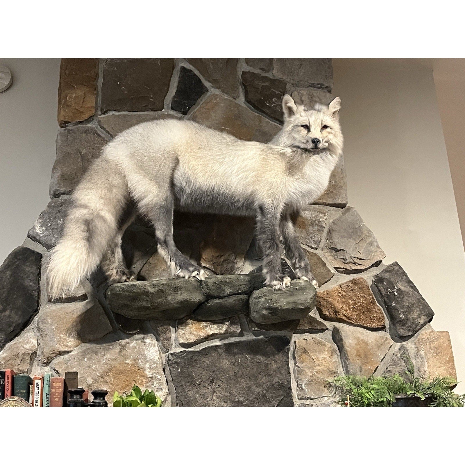 FHWL15 -Cross Fox Taxidermy mount