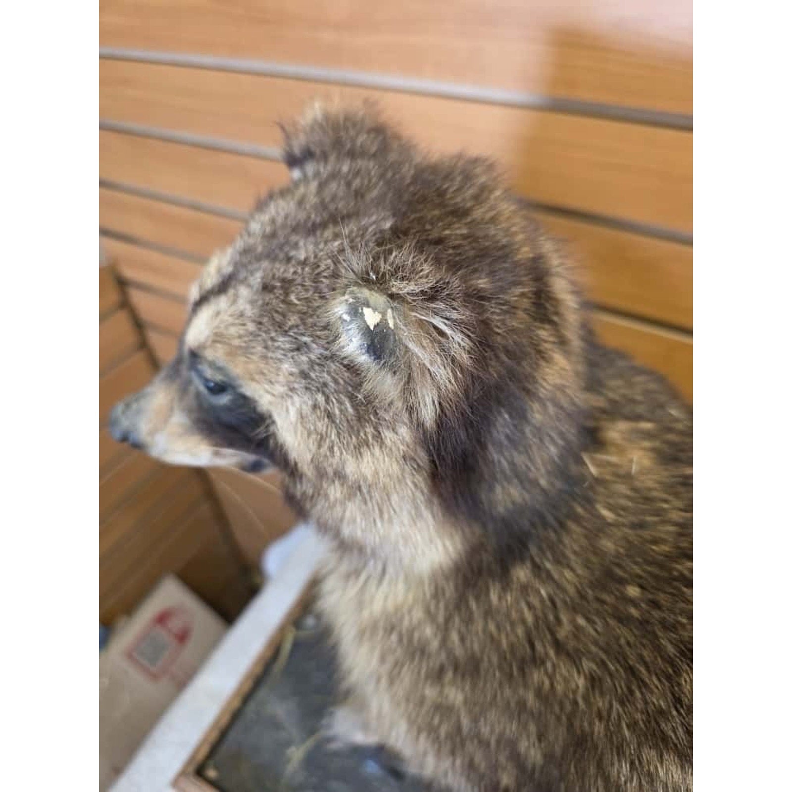 JTV250 - Vintage Raccoon Taxidermy Mount