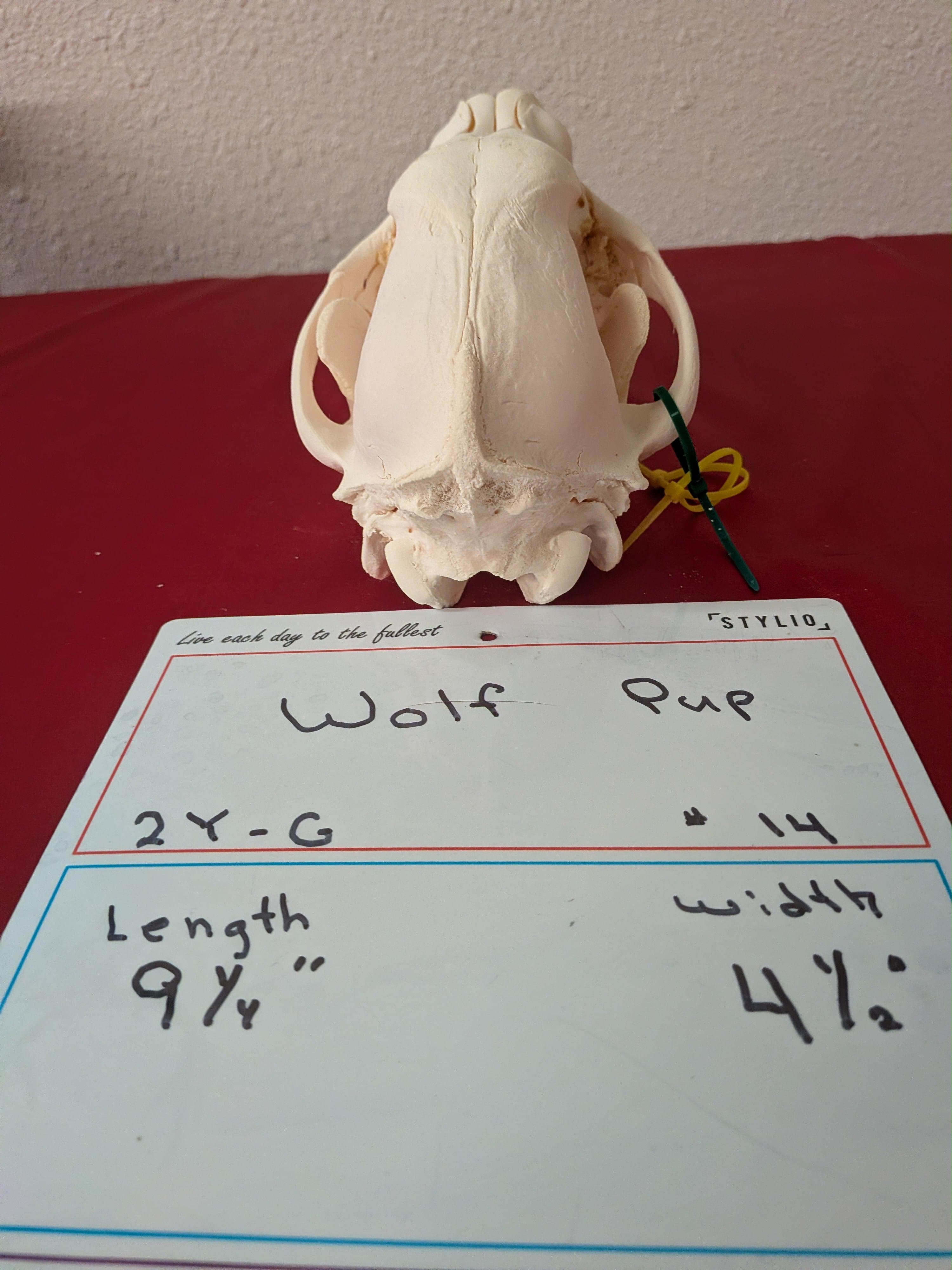 FHSUZW14 - Wolf Pup Skull taxidermy