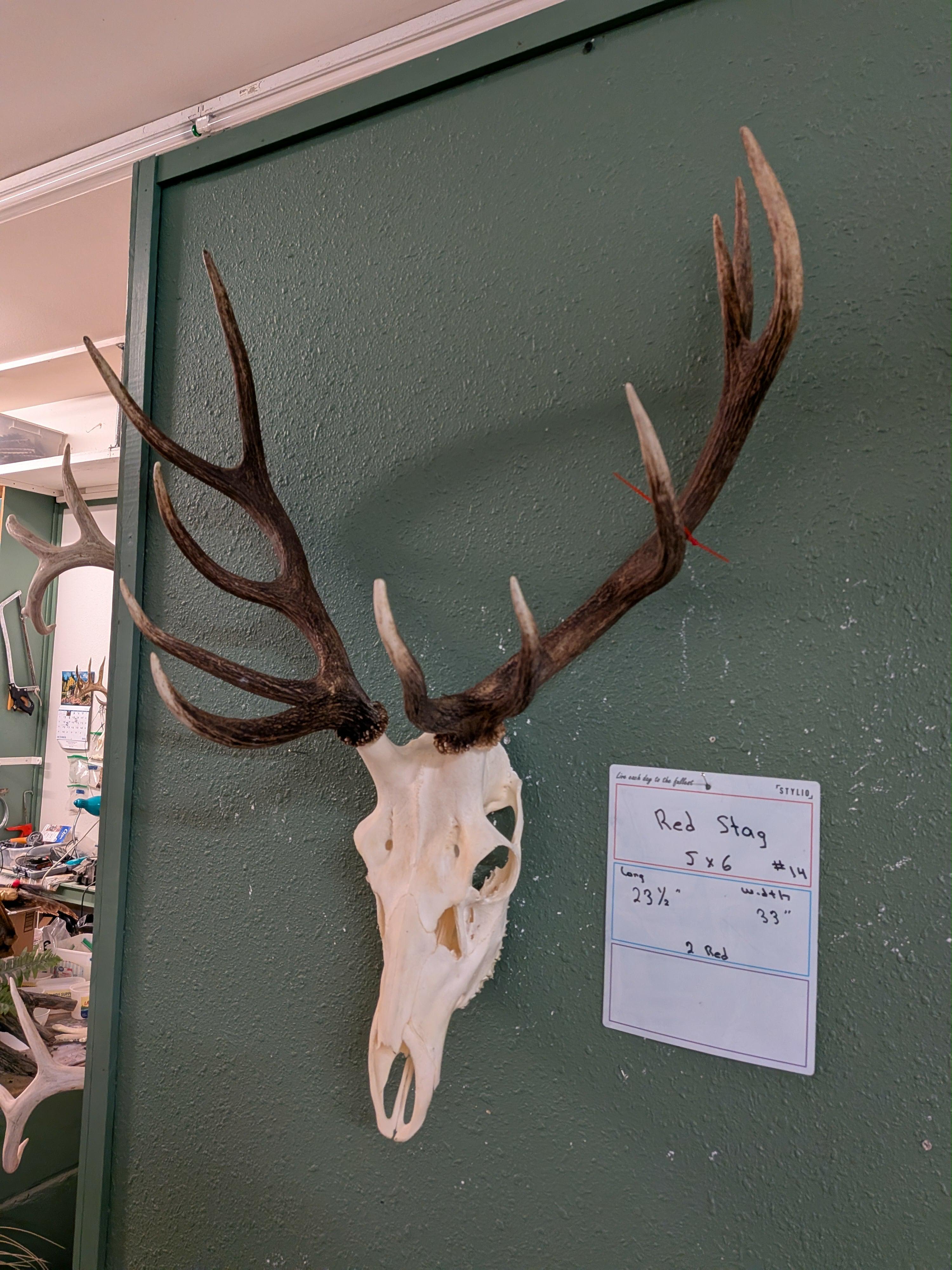 FHSUZ7 - Red Stag Skull For Sale Taxidermy Mount