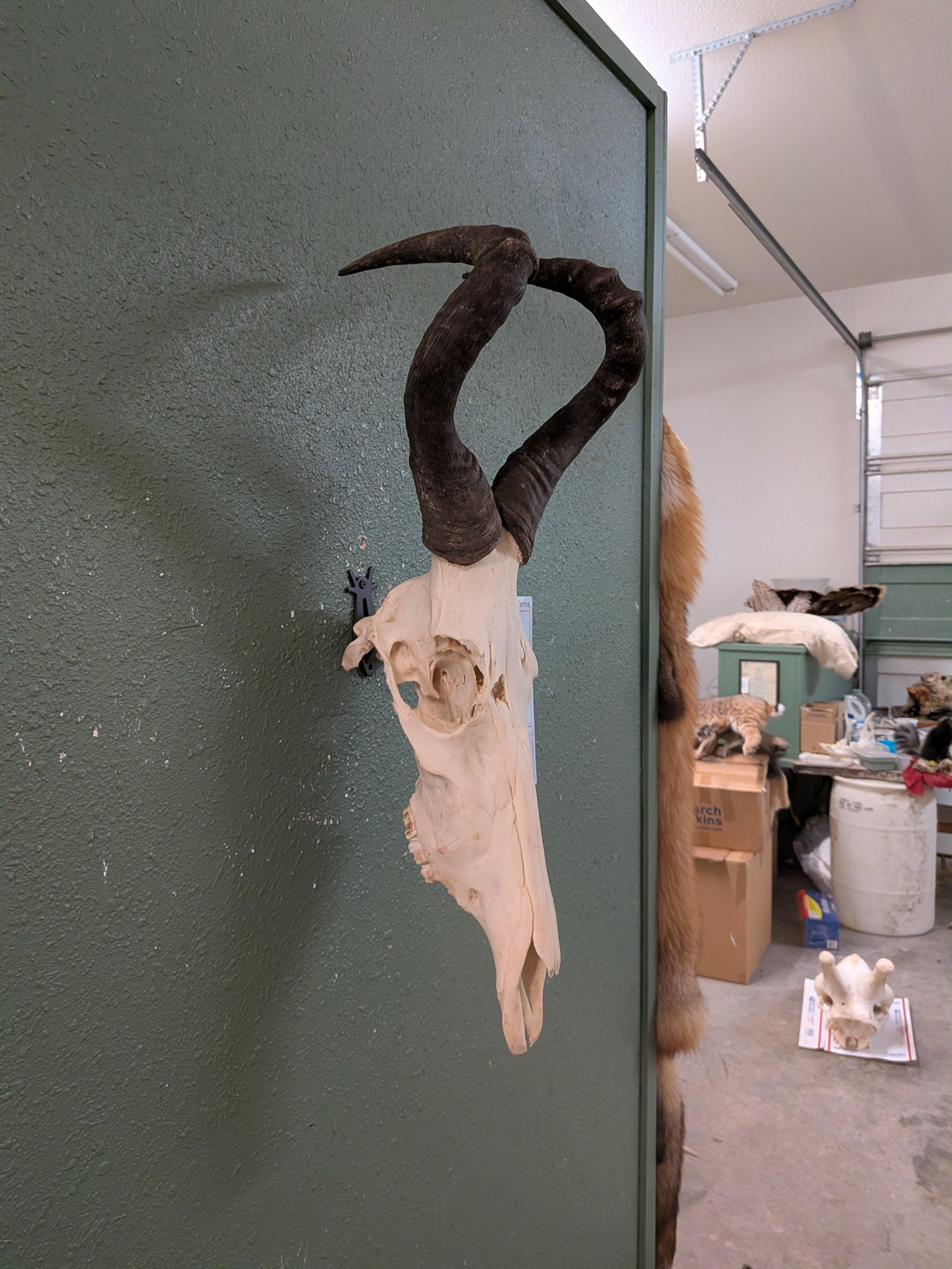 FHSUZ9 - Red Cape Hartebeest taxidermy Mount