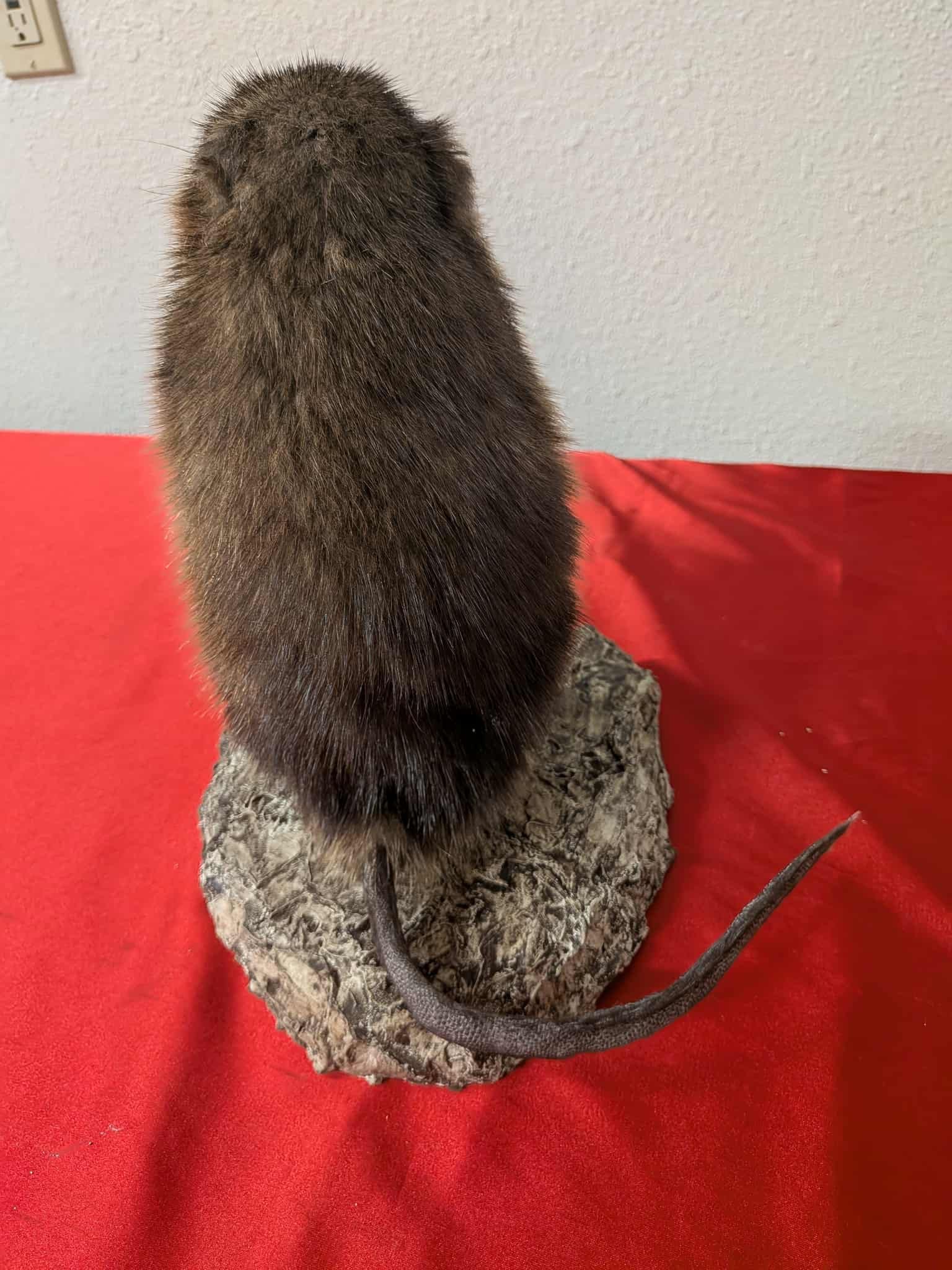 FHSUZ14 - Muskrat Full Taxidermy Mount