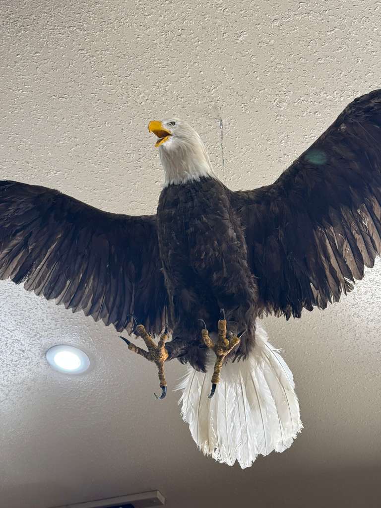 FHSUZ19 - Replica Realistic Bald Eagle Taxidermy Mount