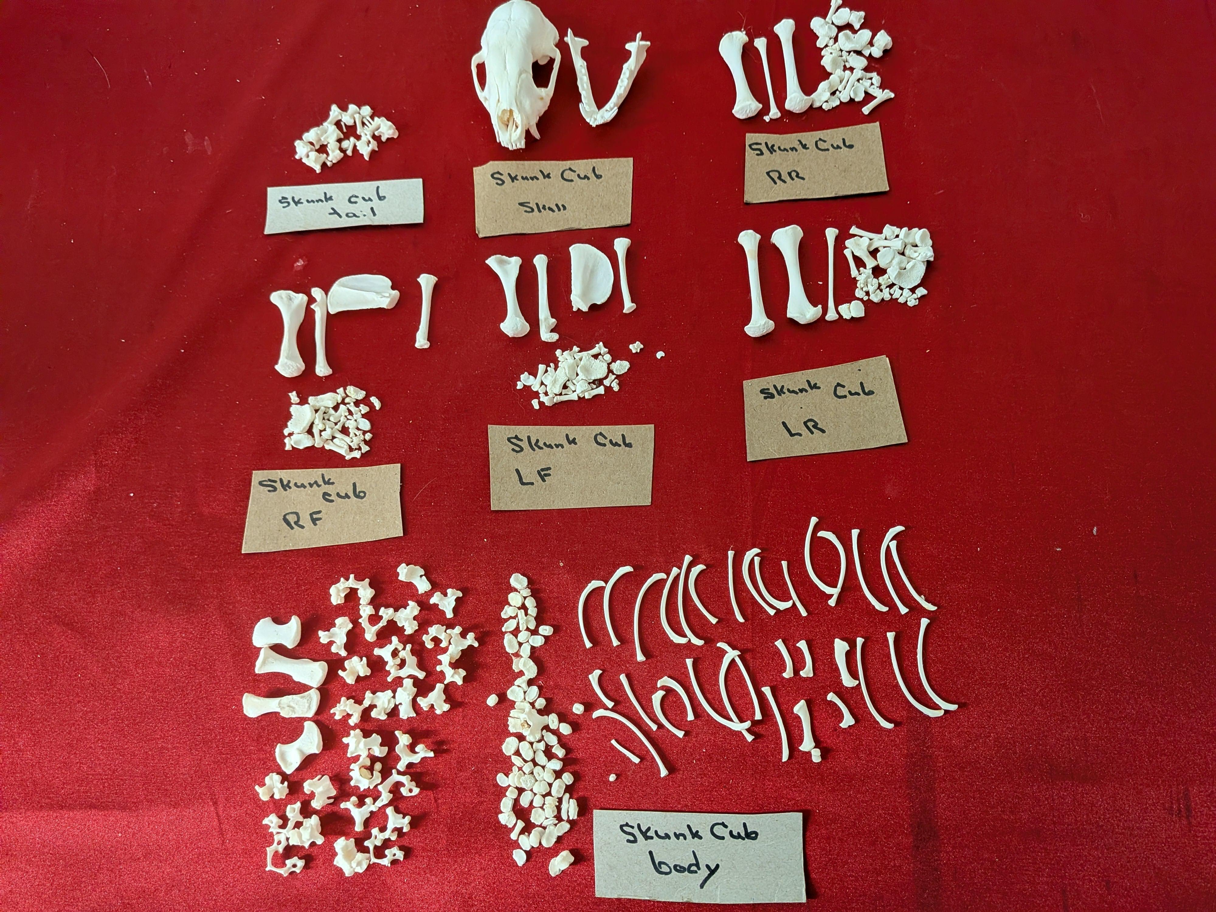 FHSUZ11 - young Skunk real skeleton professionally cleaned