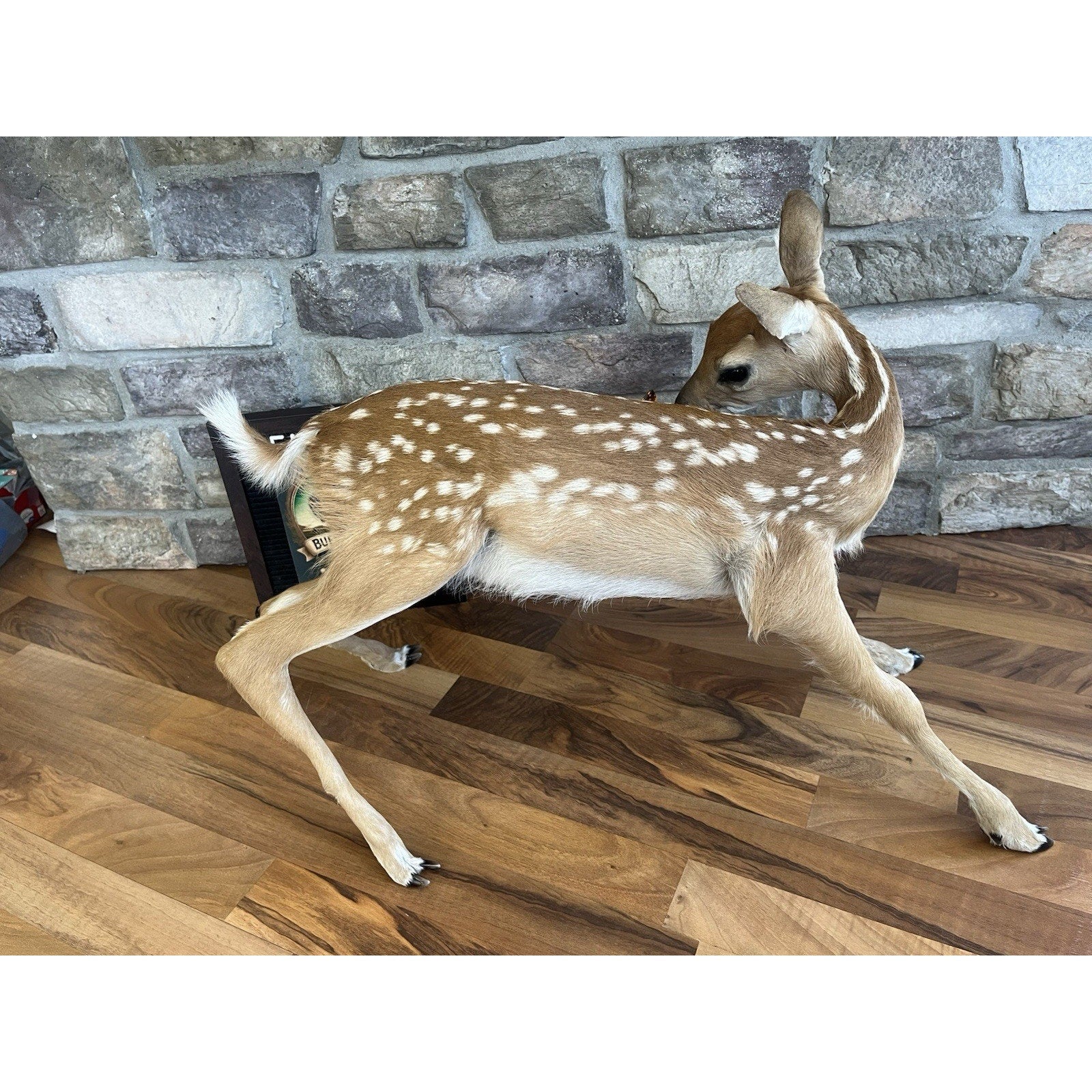 FHWL154 - Fawn Lifesize Taxidermy Mount Free Standing