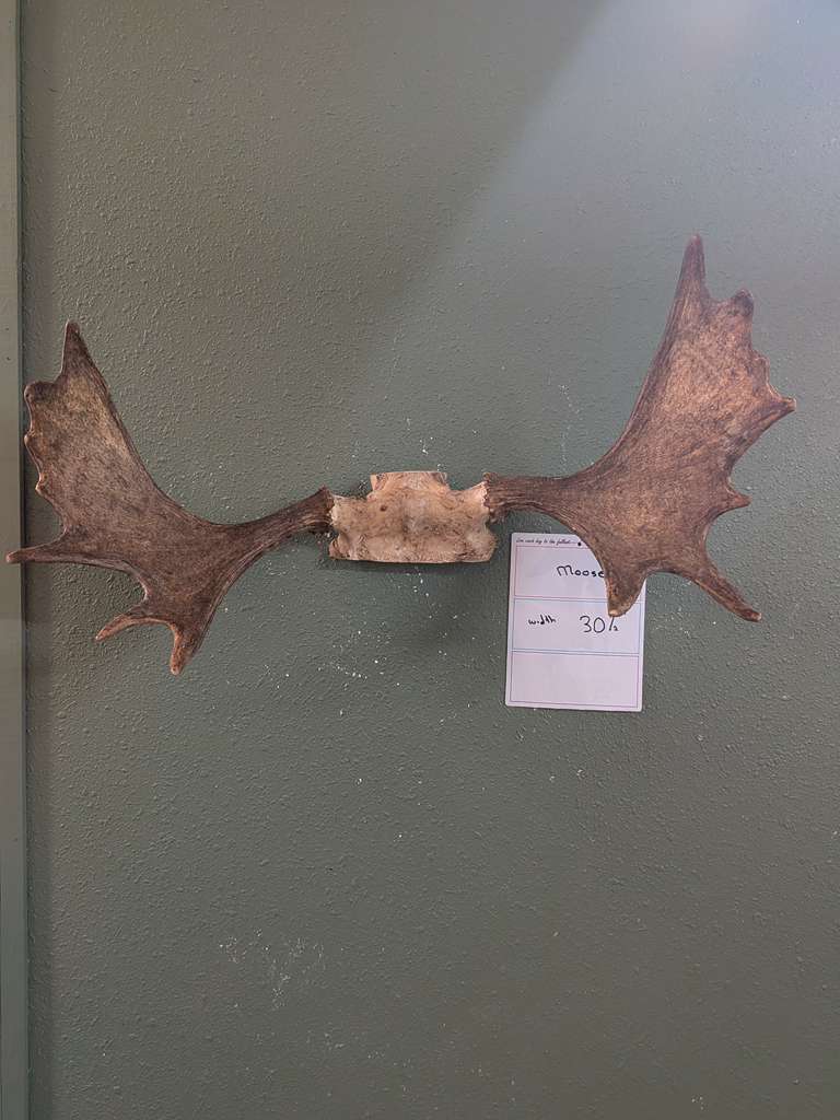 FHPATNOV3 - Moose 30” wide antler skull