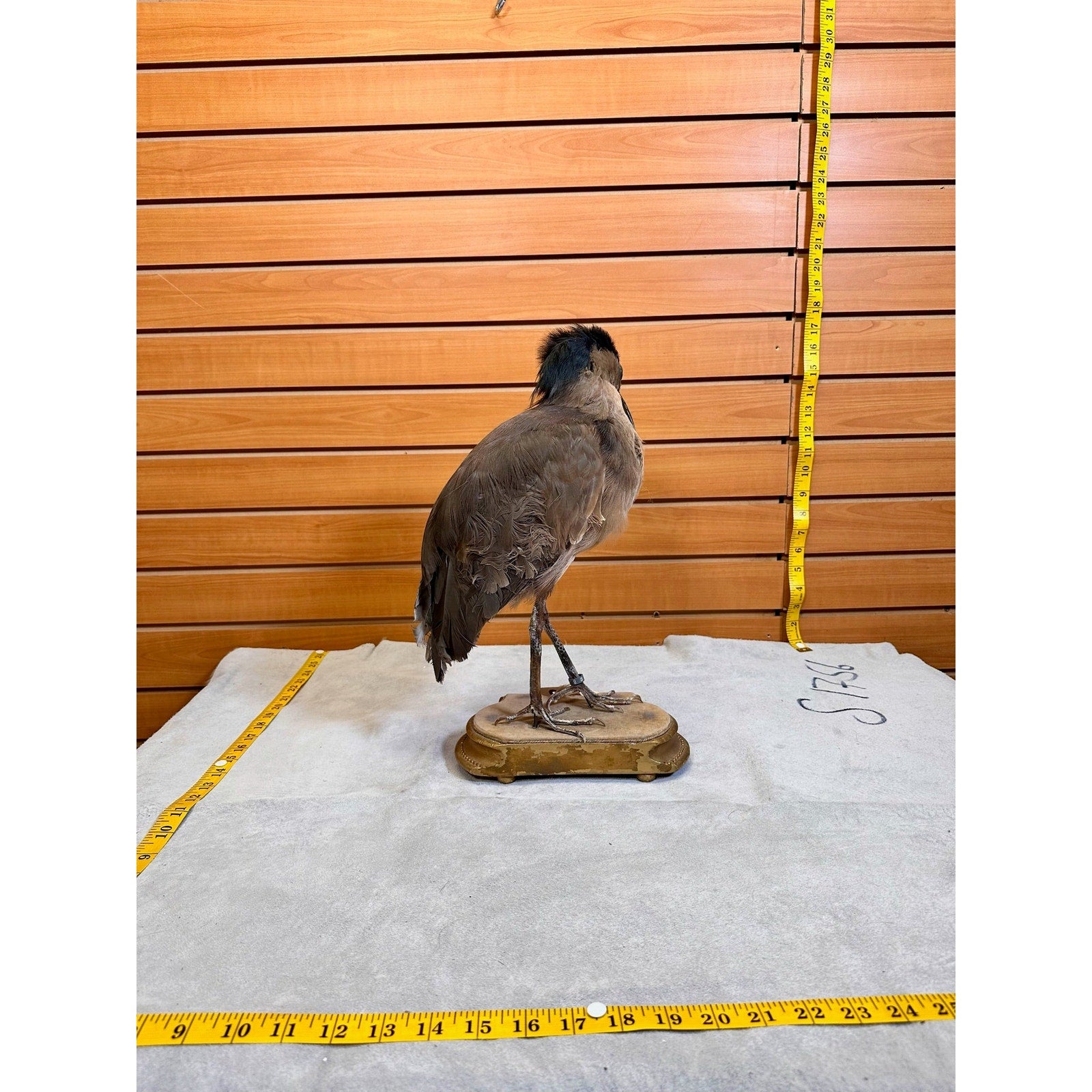 FHSF9-Boat billed Heron bird taxidermy