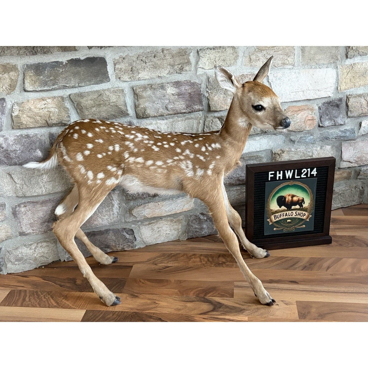 FHWL214 - Fawn Lifesize Taxidermy Mount Free Standing