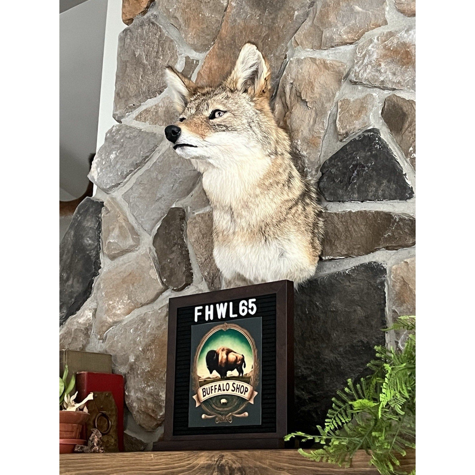 FHWL65 - Coyote Shoulder Museum Quality mount Taxidermy