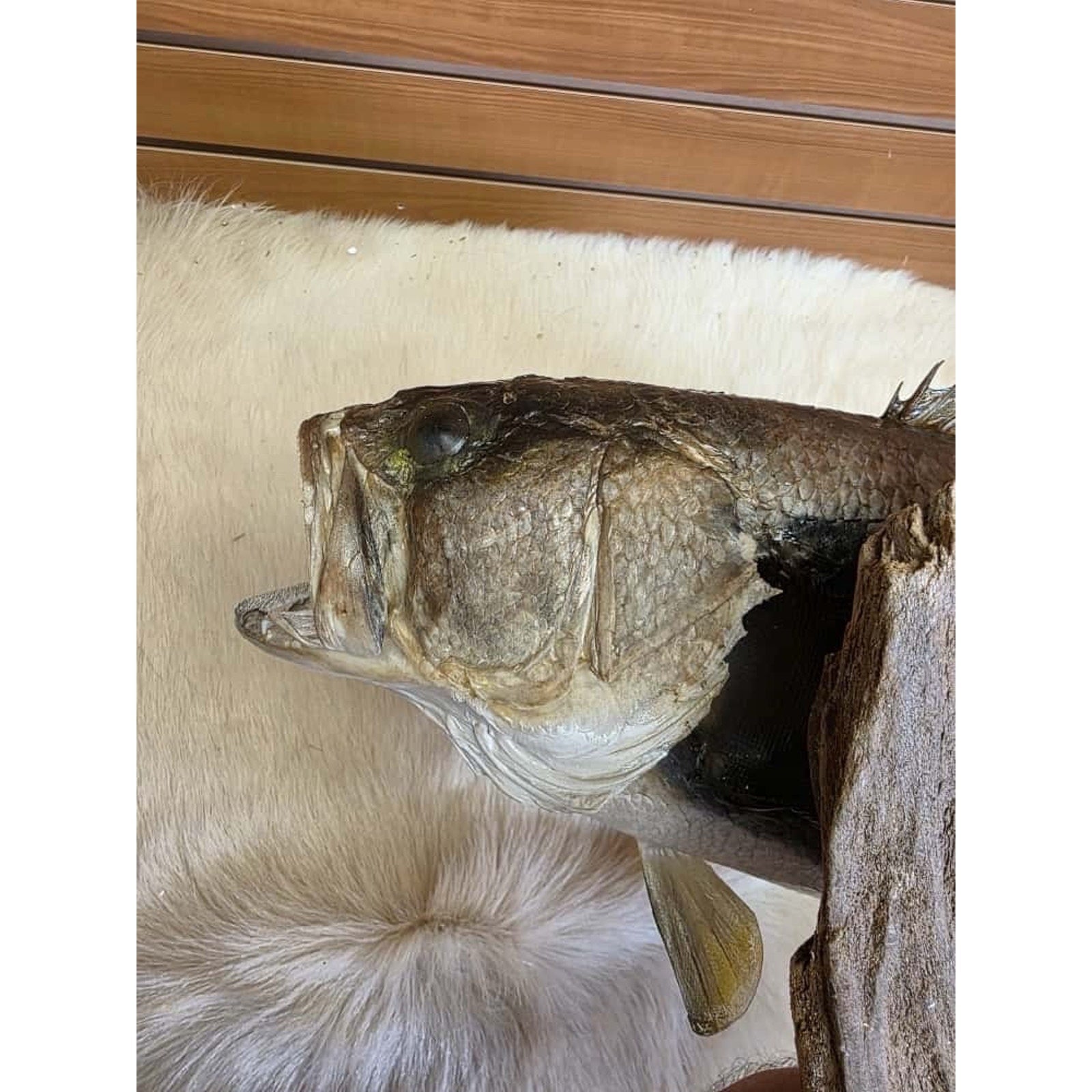 JTV215 - Real Skin Largemouth Bass Fish Taxidermy Mount 21”
