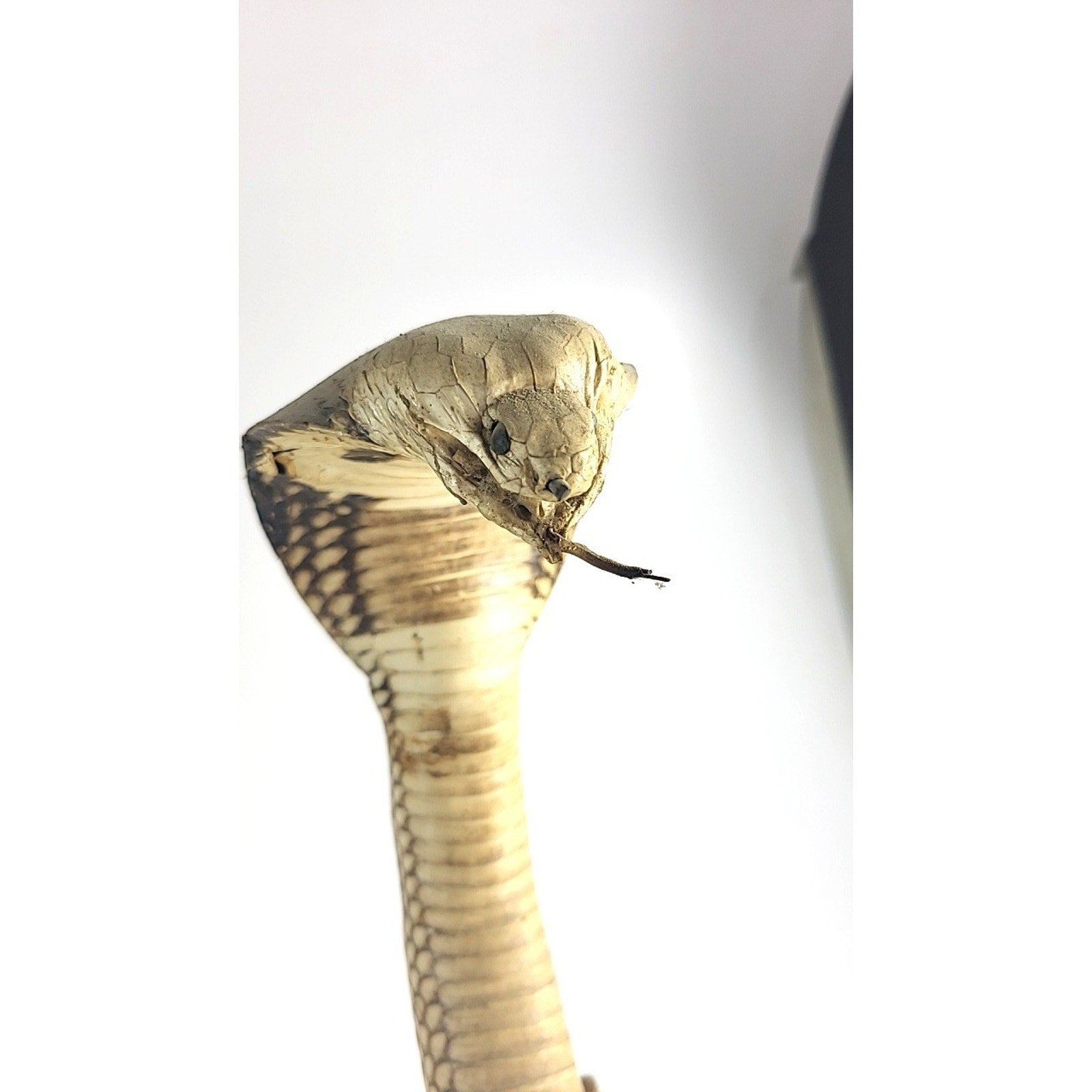 FHGDWL1 - Cobra And Two Mongooses Taxidermy Diorama On Wood Branch Base