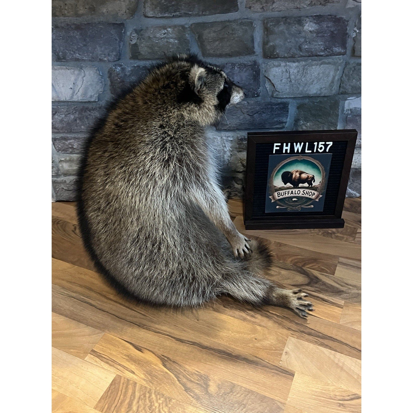 FHWL157 -premium Fat Raccoon Taxidermy Mount